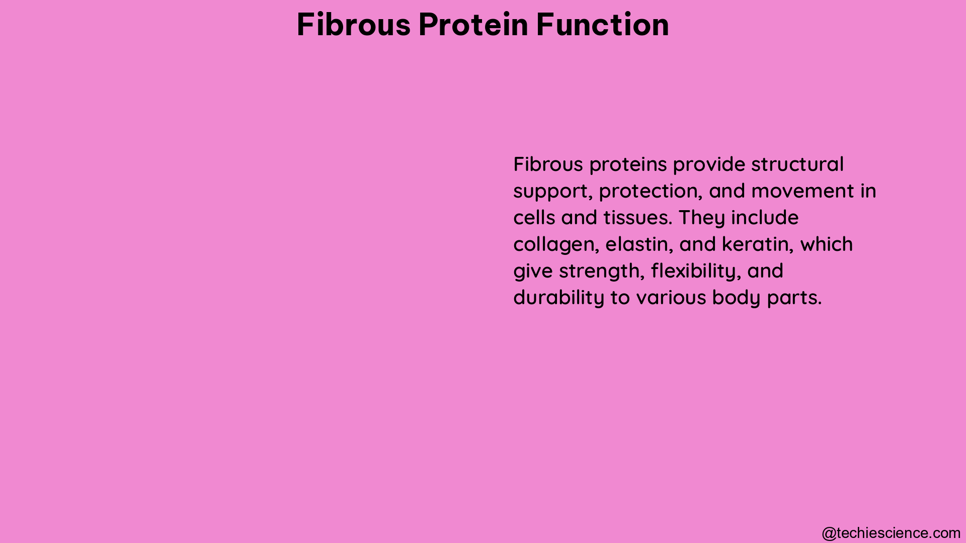 fibrous protein function