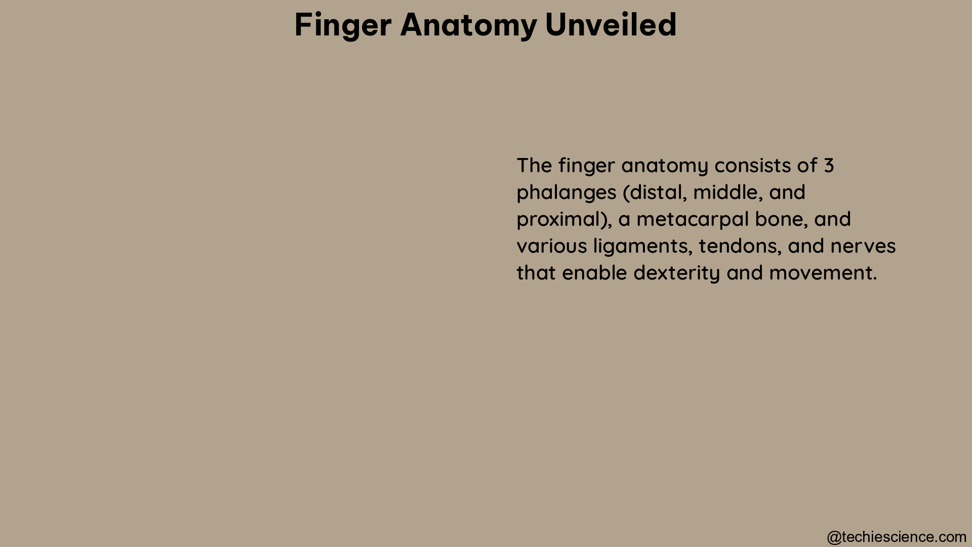 finger anatomy unveiled