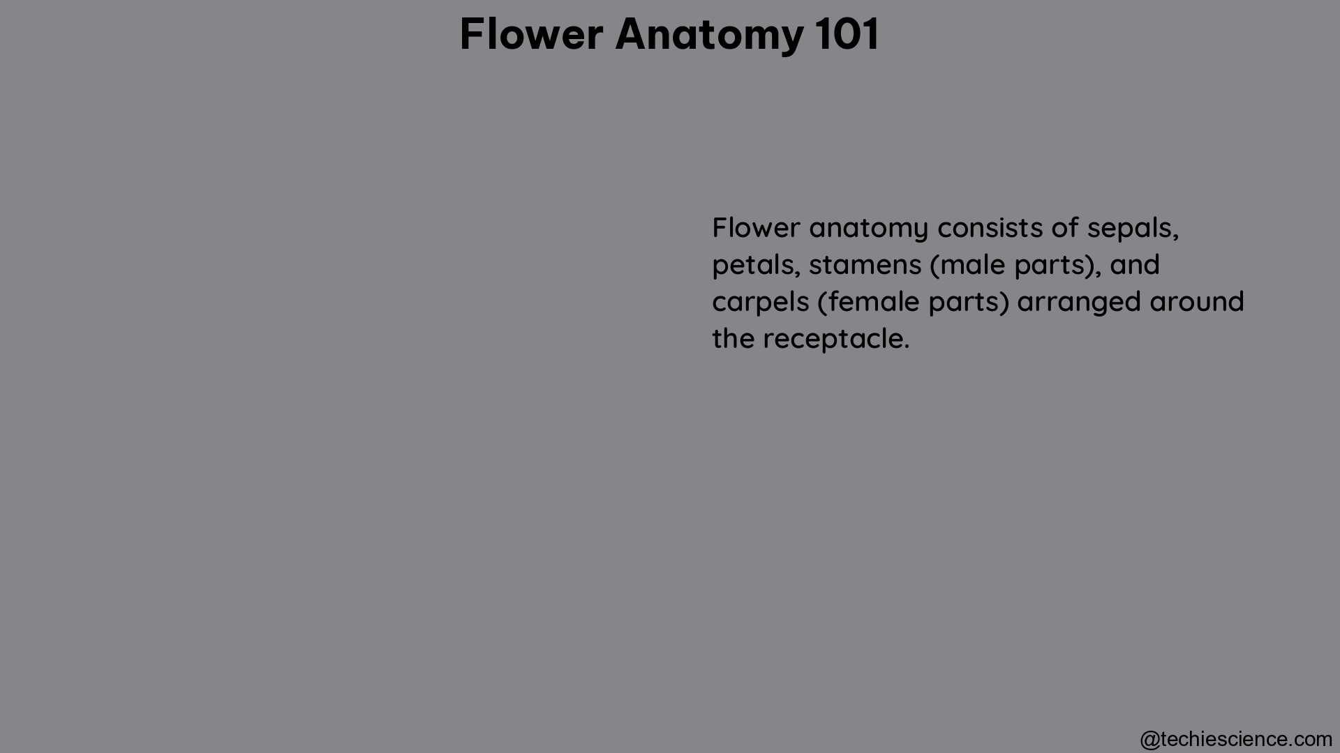 flower anatomy 101