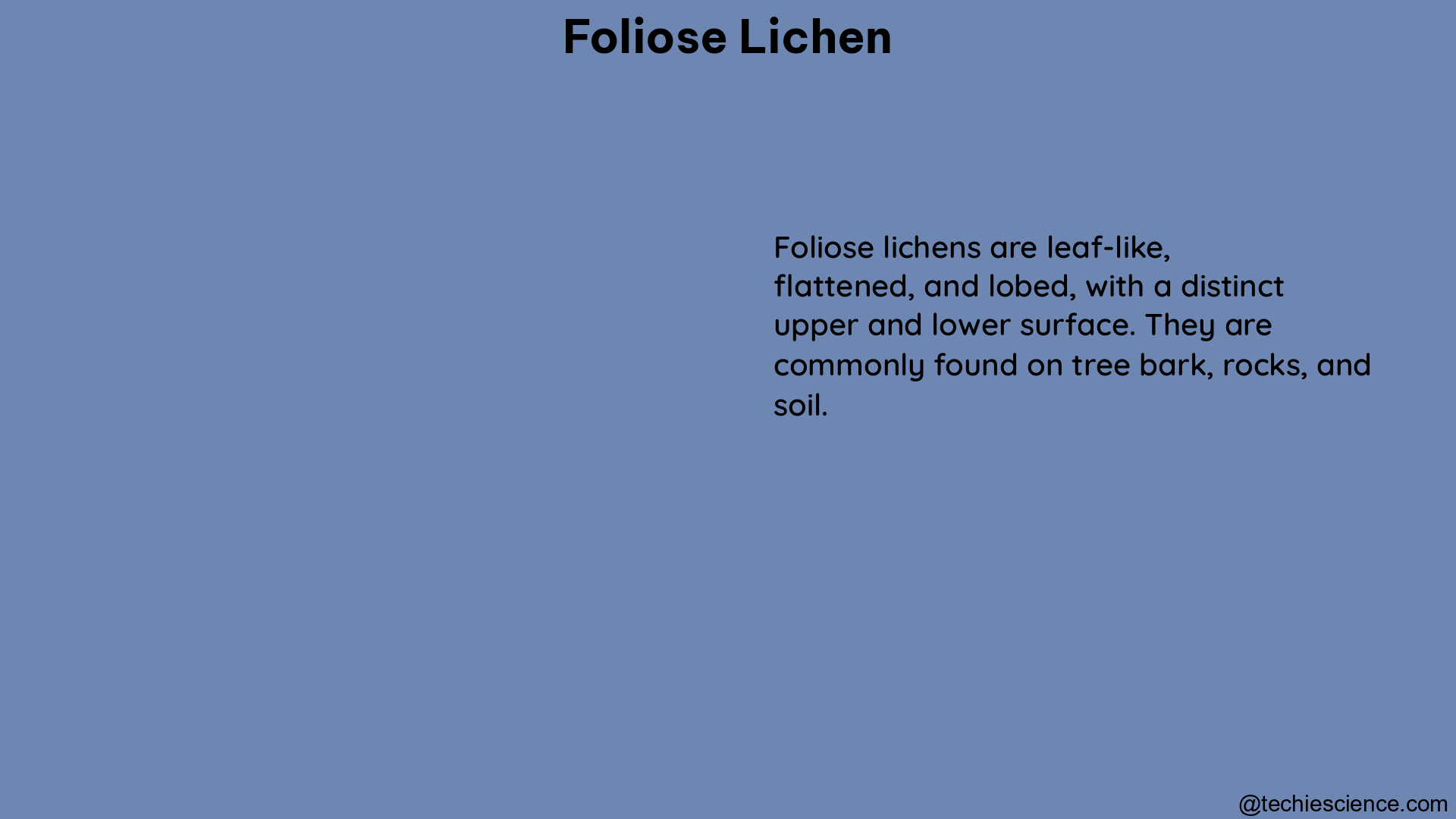 foliose lichen