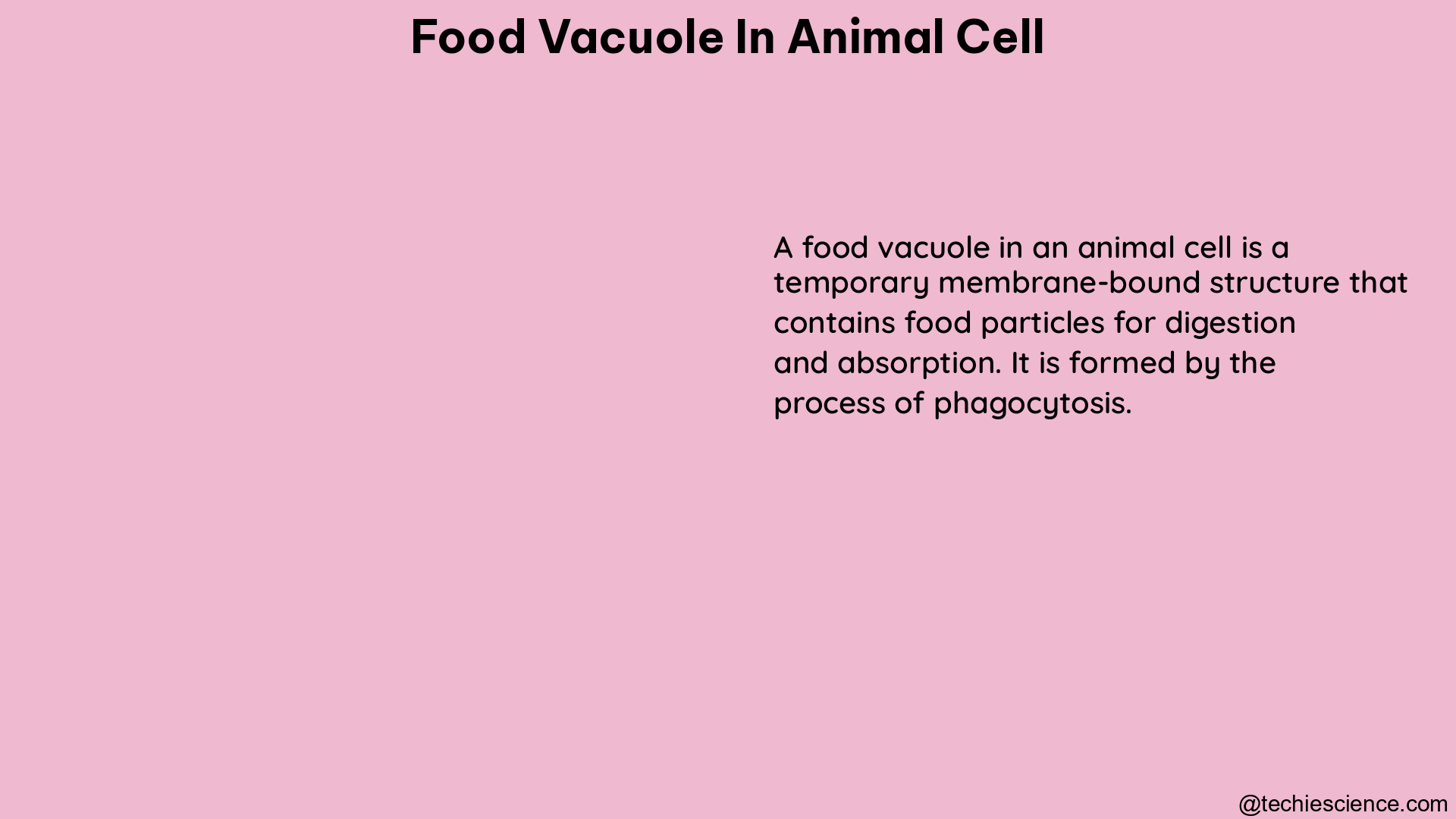 food vacuole in animal cell