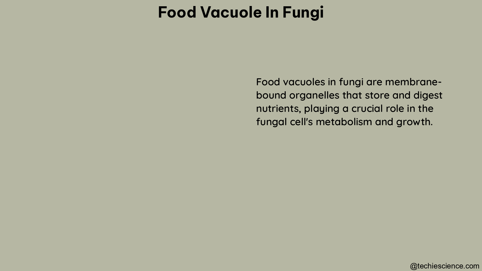 food vacuole in fungi