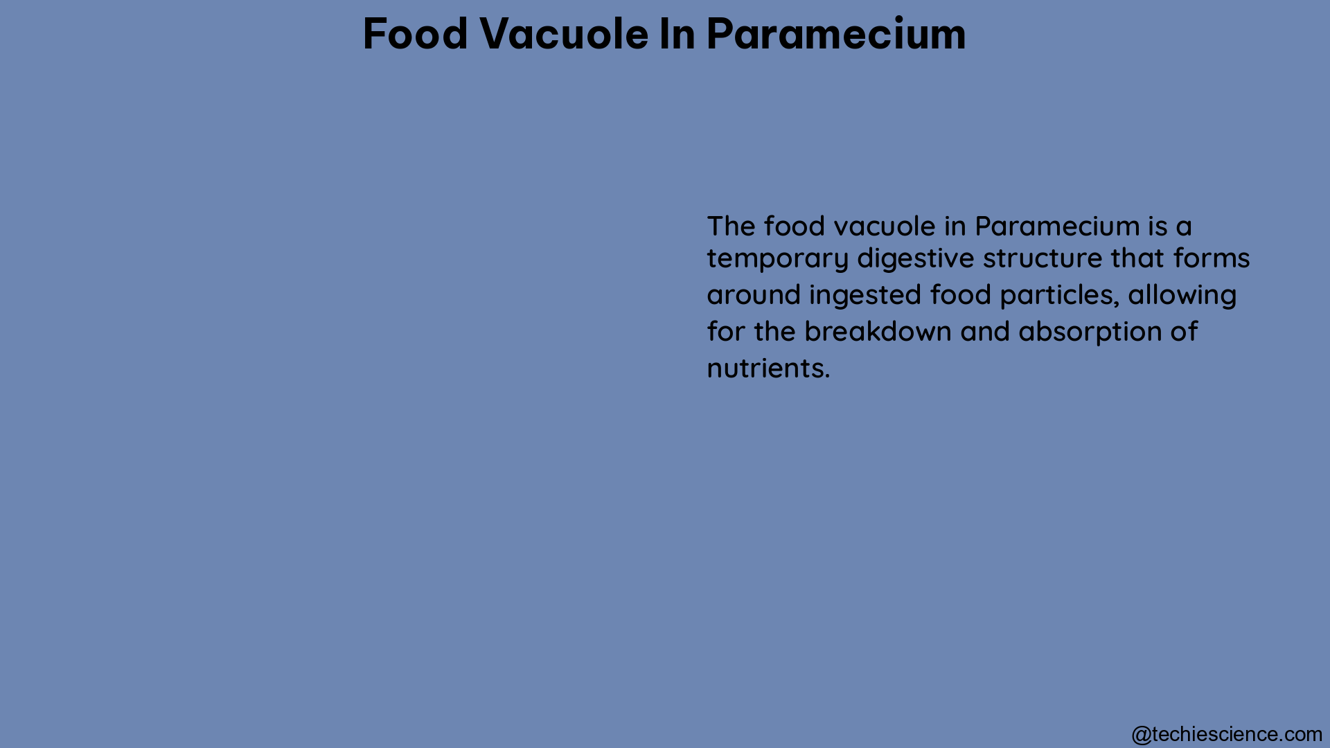 food vacuole in paramecium