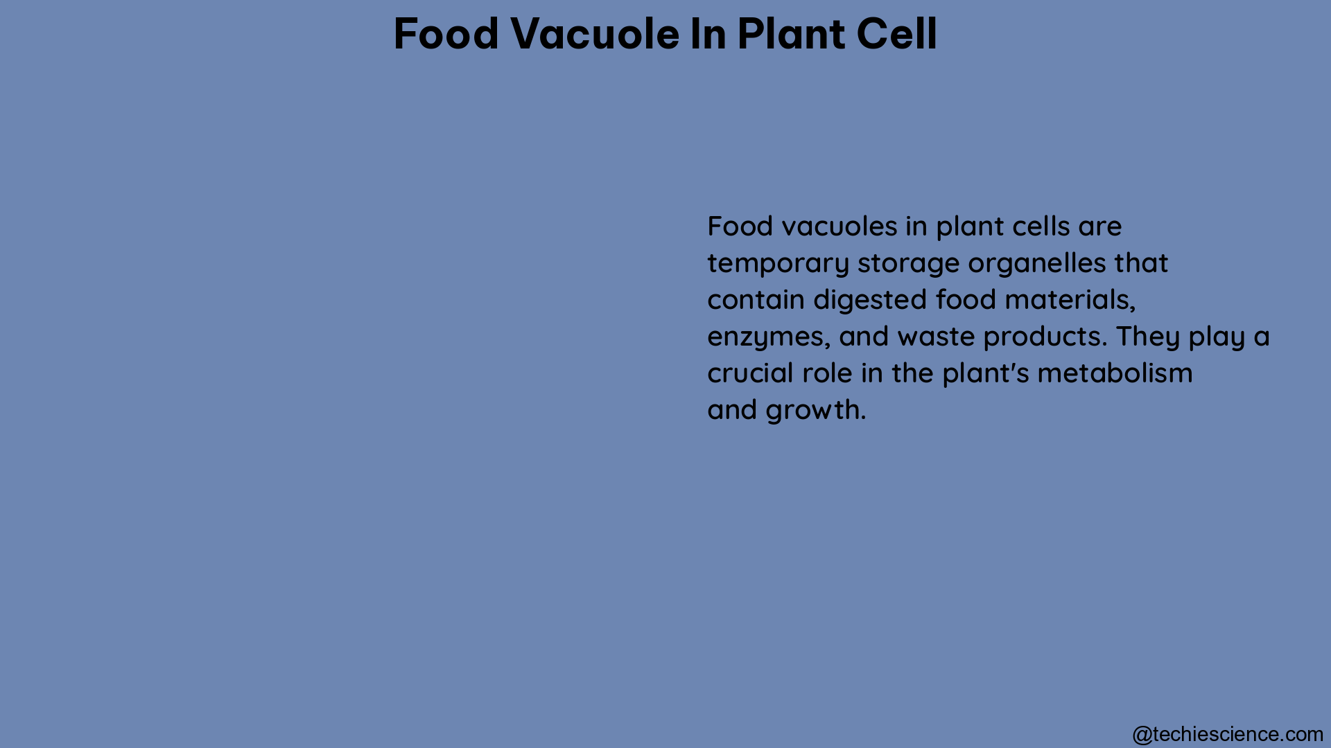 food vacuole in plant cell