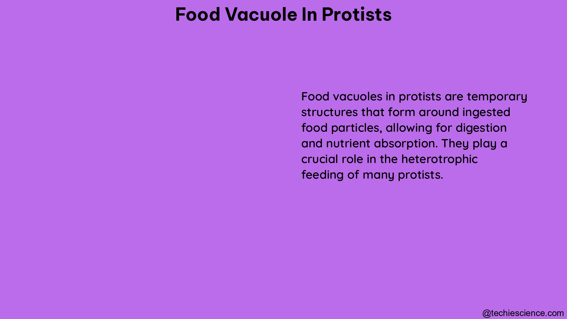 food vacuole in protists