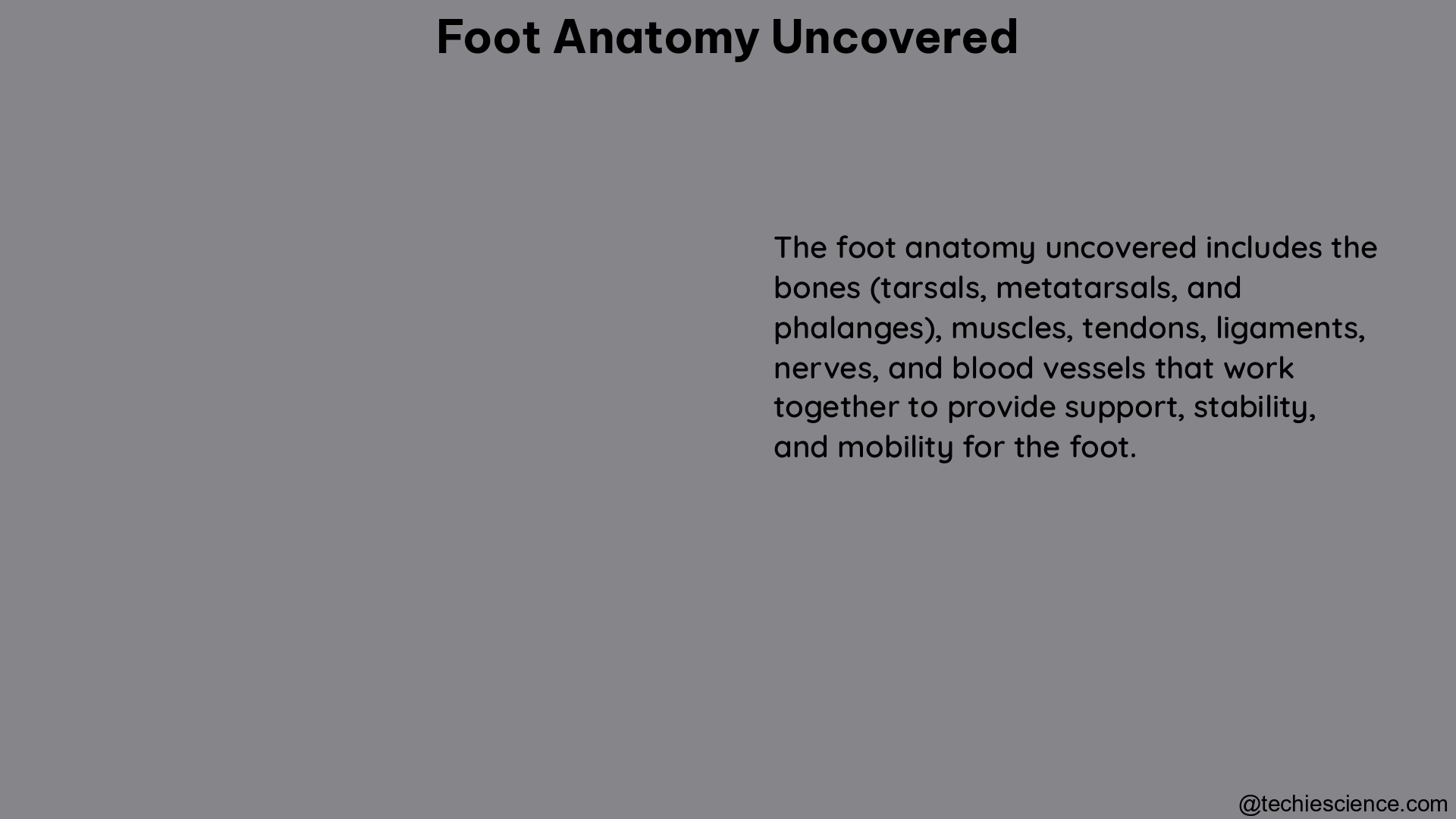 foot anatomy uncovered