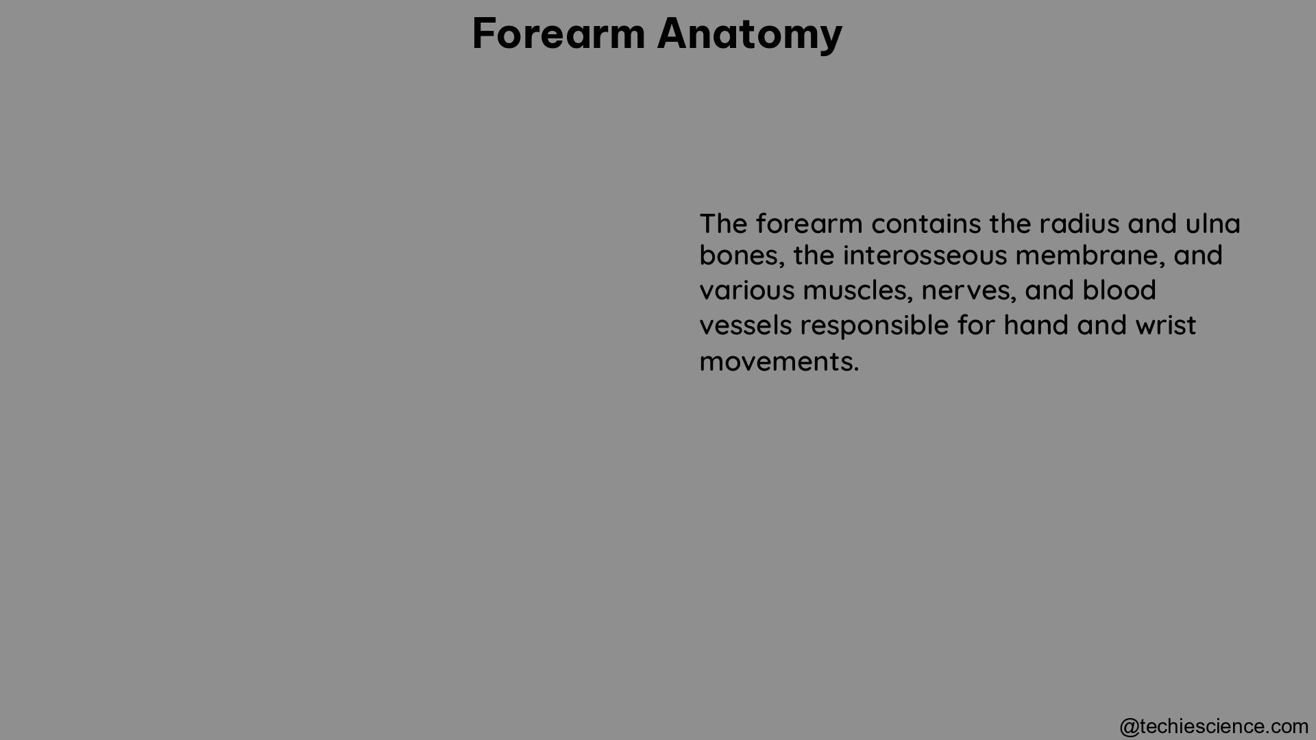 forearm anatomy