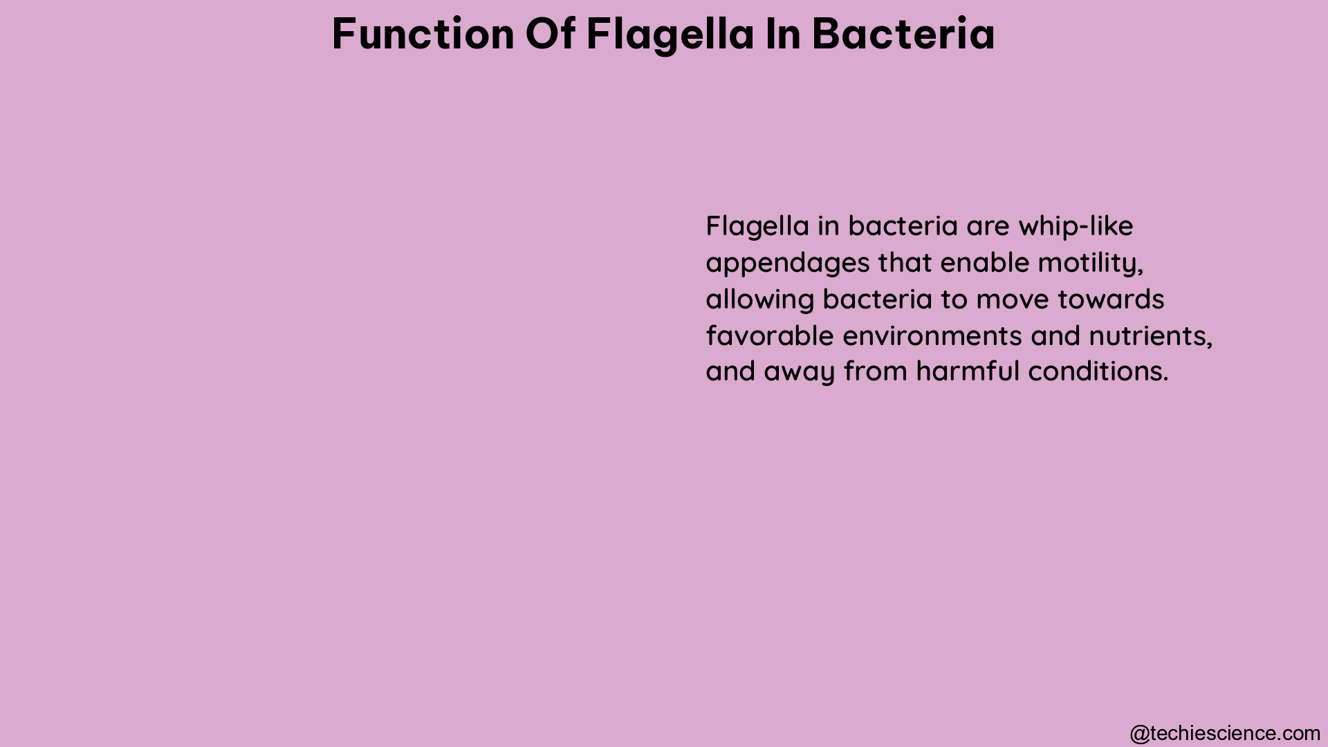 function of flagella in bacteria