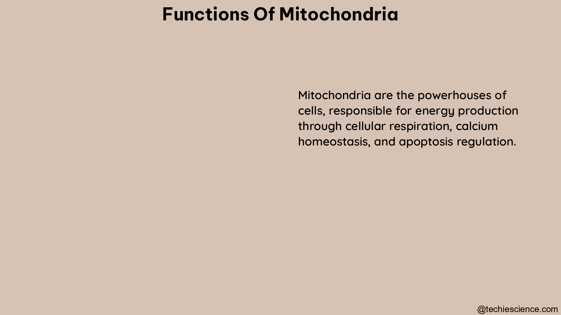 functions of mitochondria