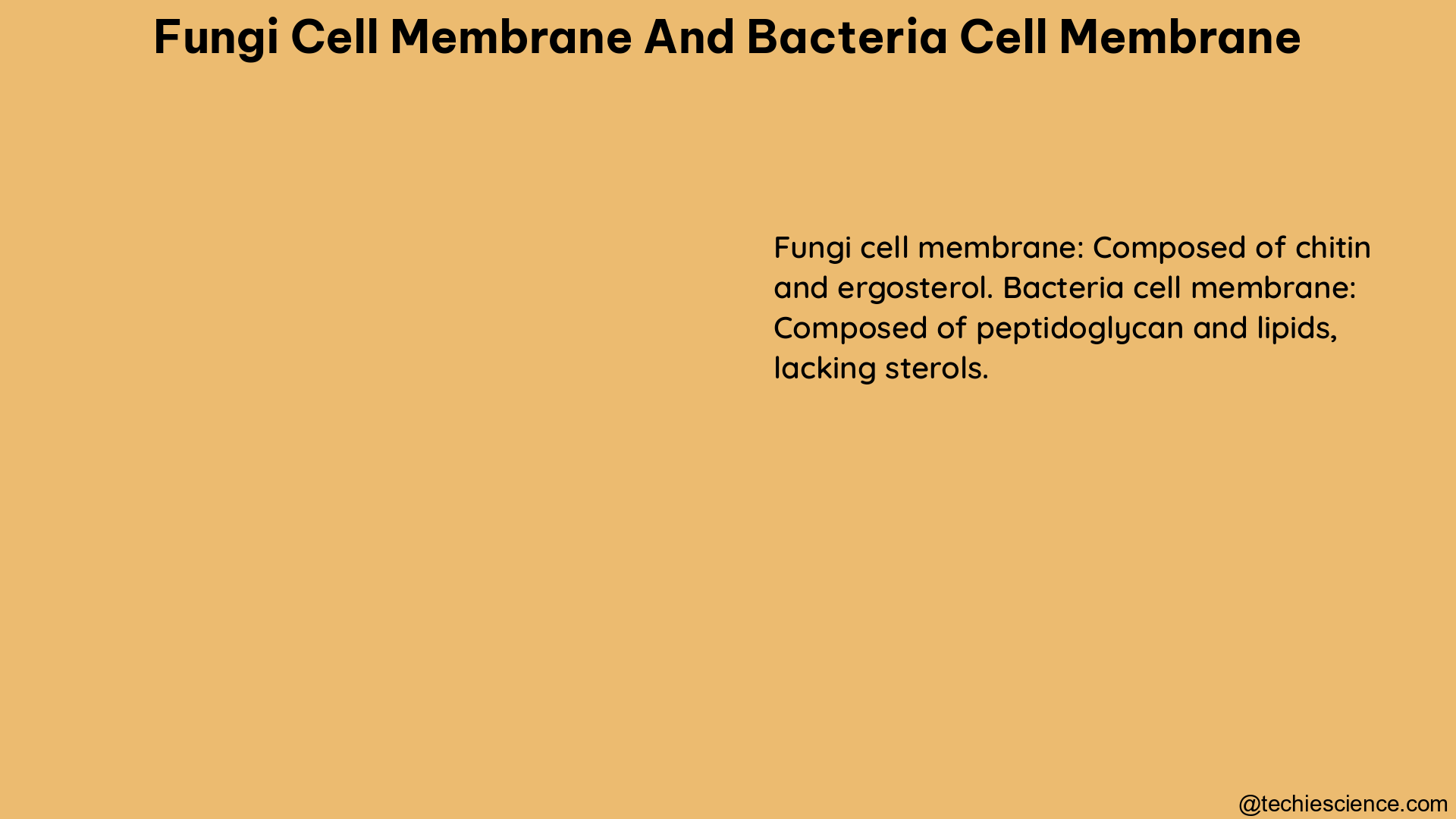 fungi cell membrane and bacteria cell membrane