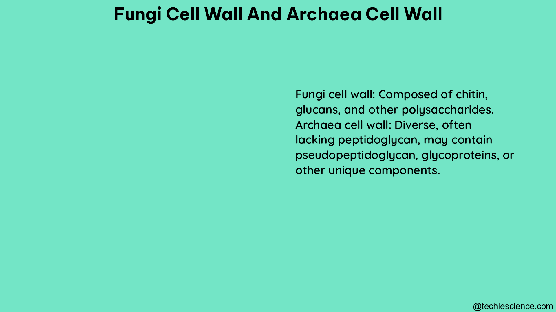 fungi cell wall and archaea cell wall