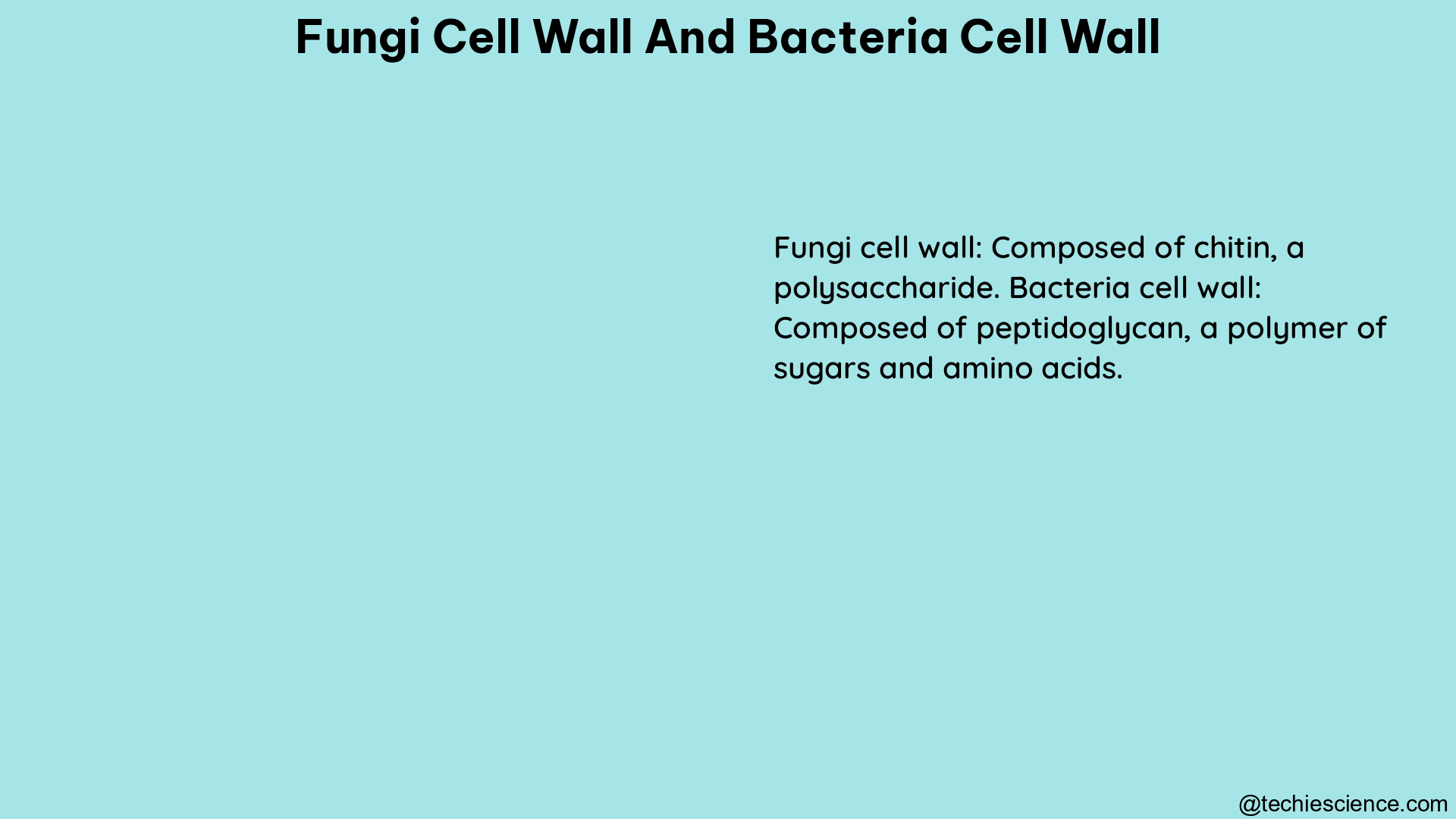 fungi cell wall and bacteria cell wall