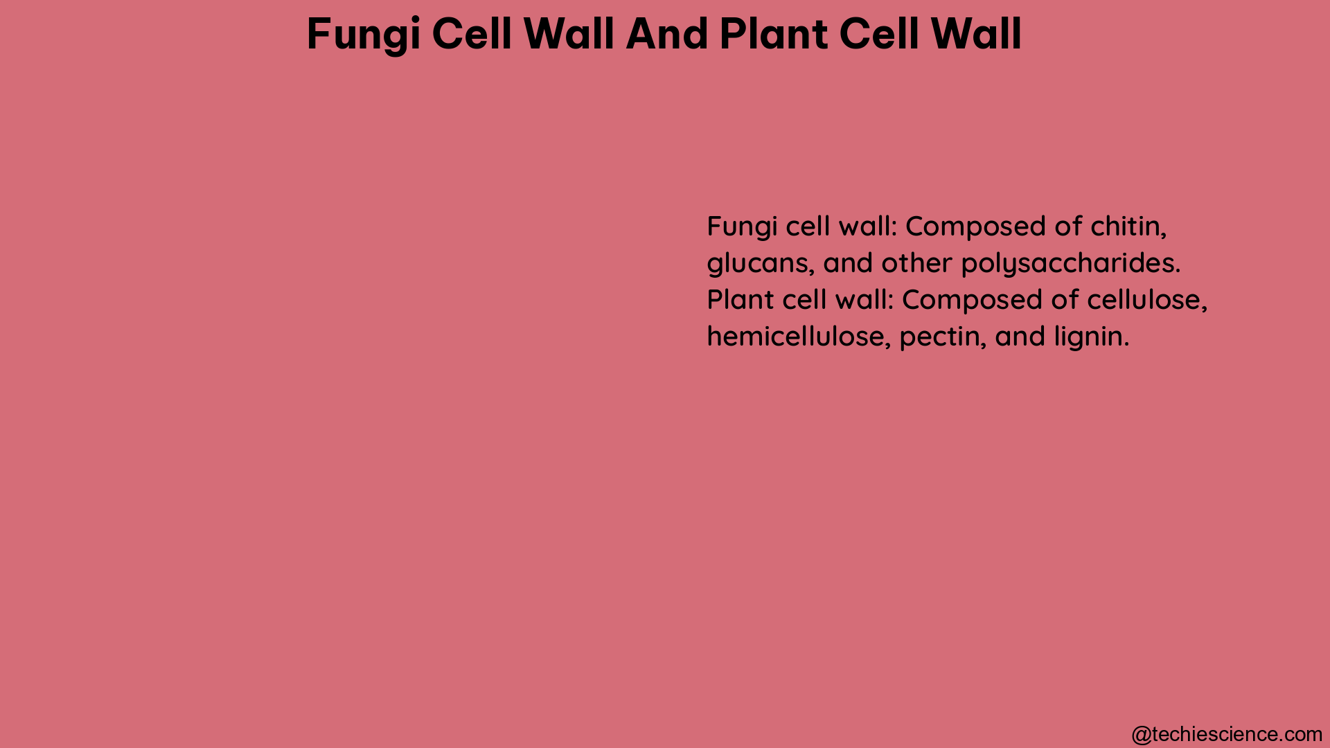 fungi cell wall and plant cell wall