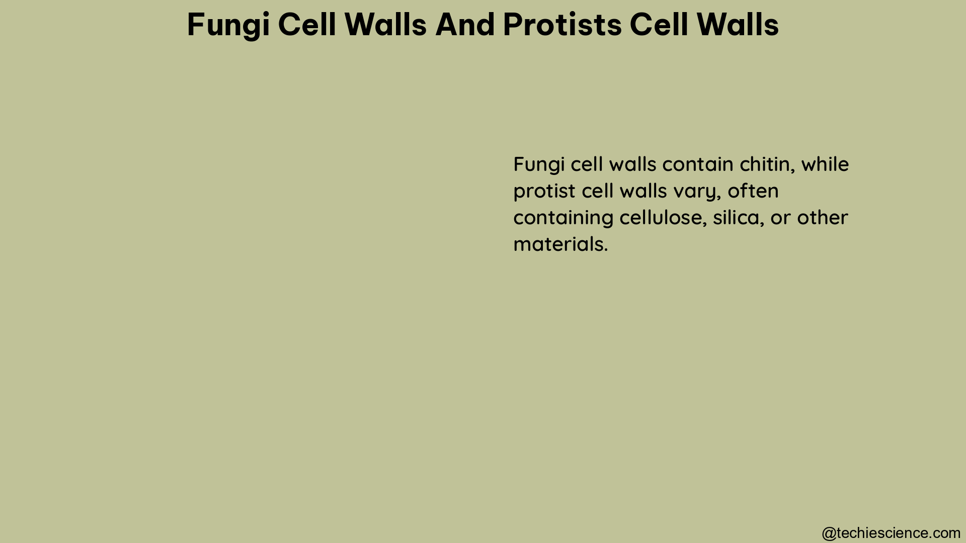 fungi cell walls and protists cell walls