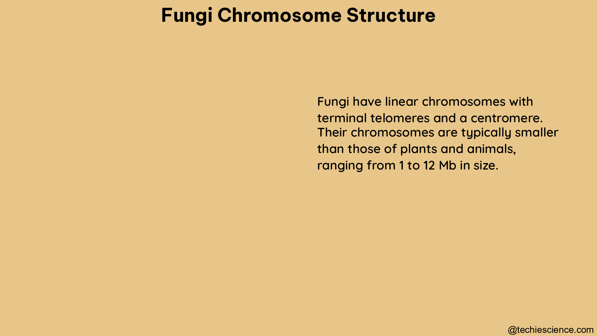 fungi chromosome structure