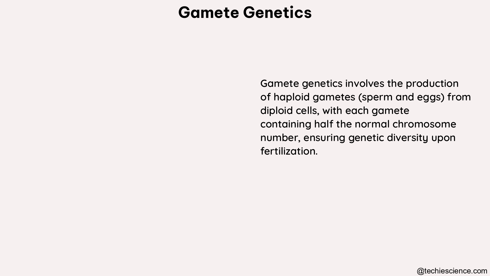 gamete genetics