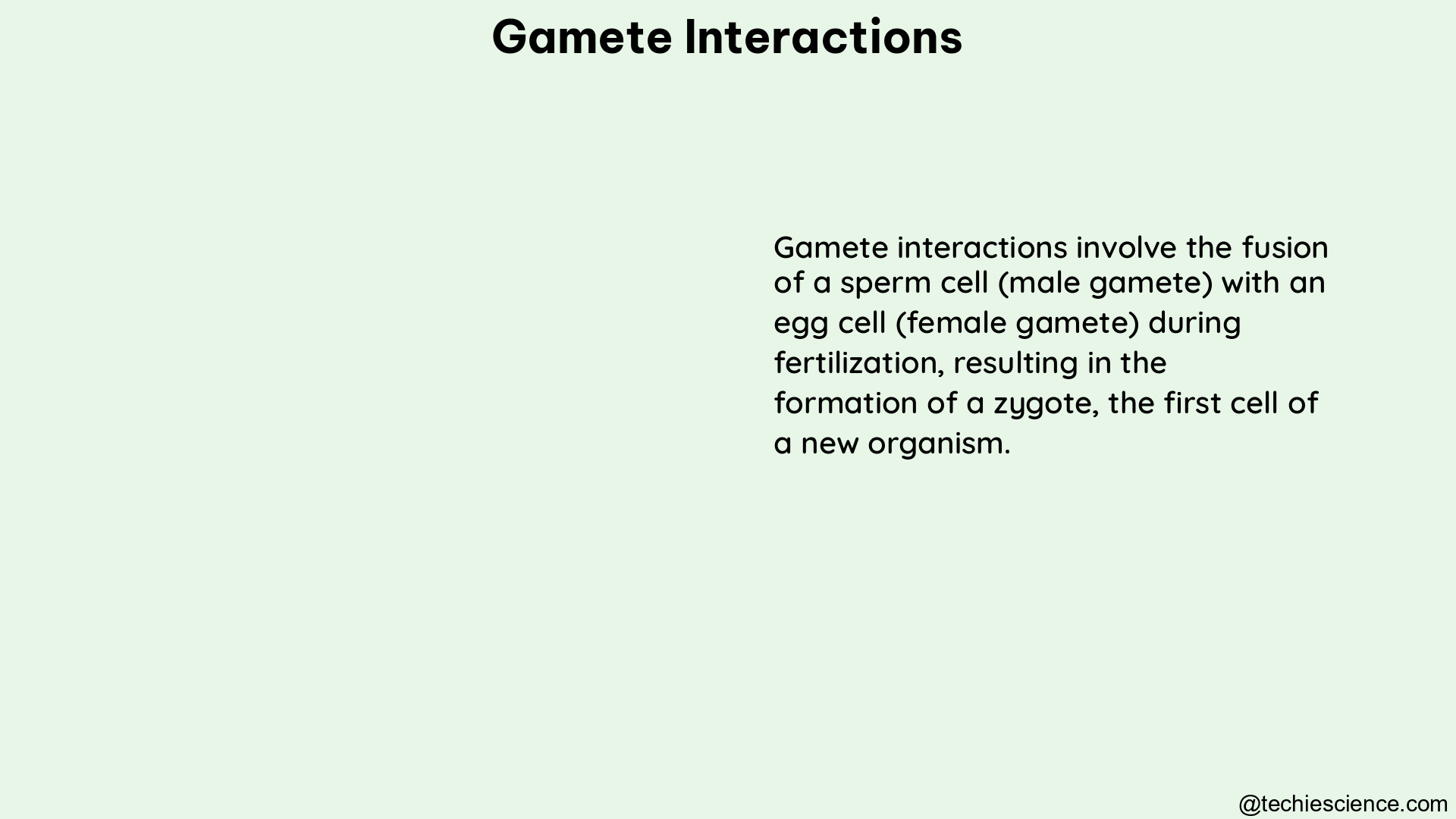 gamete interactions