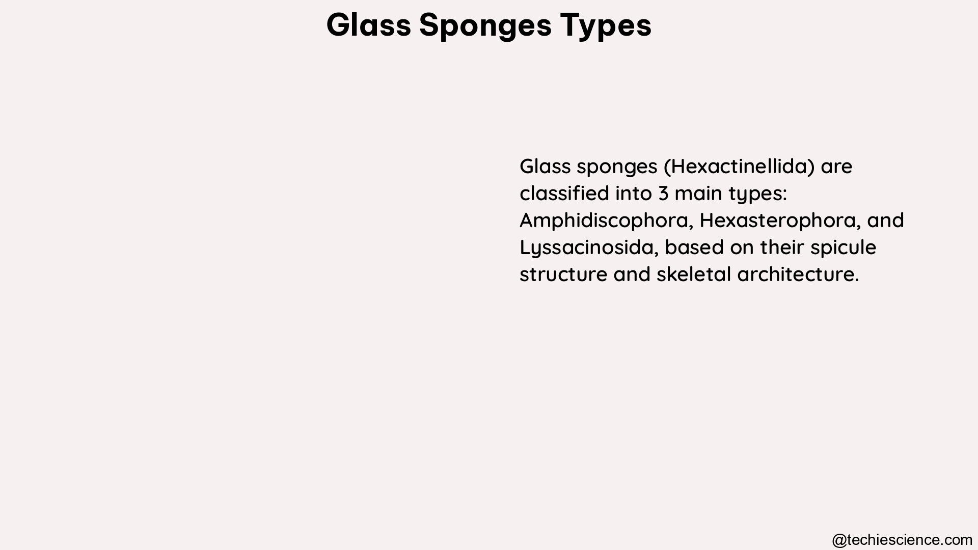 glass sponges types