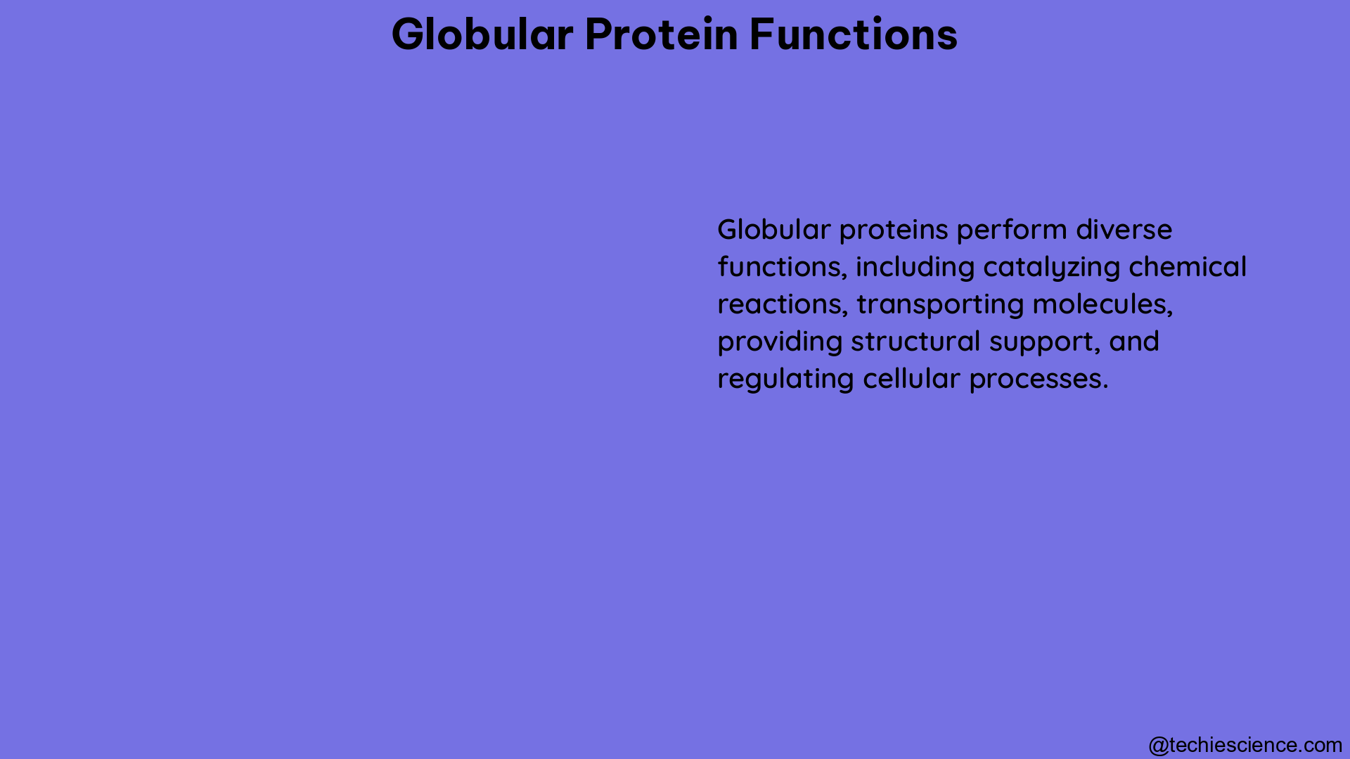 globular protein functions