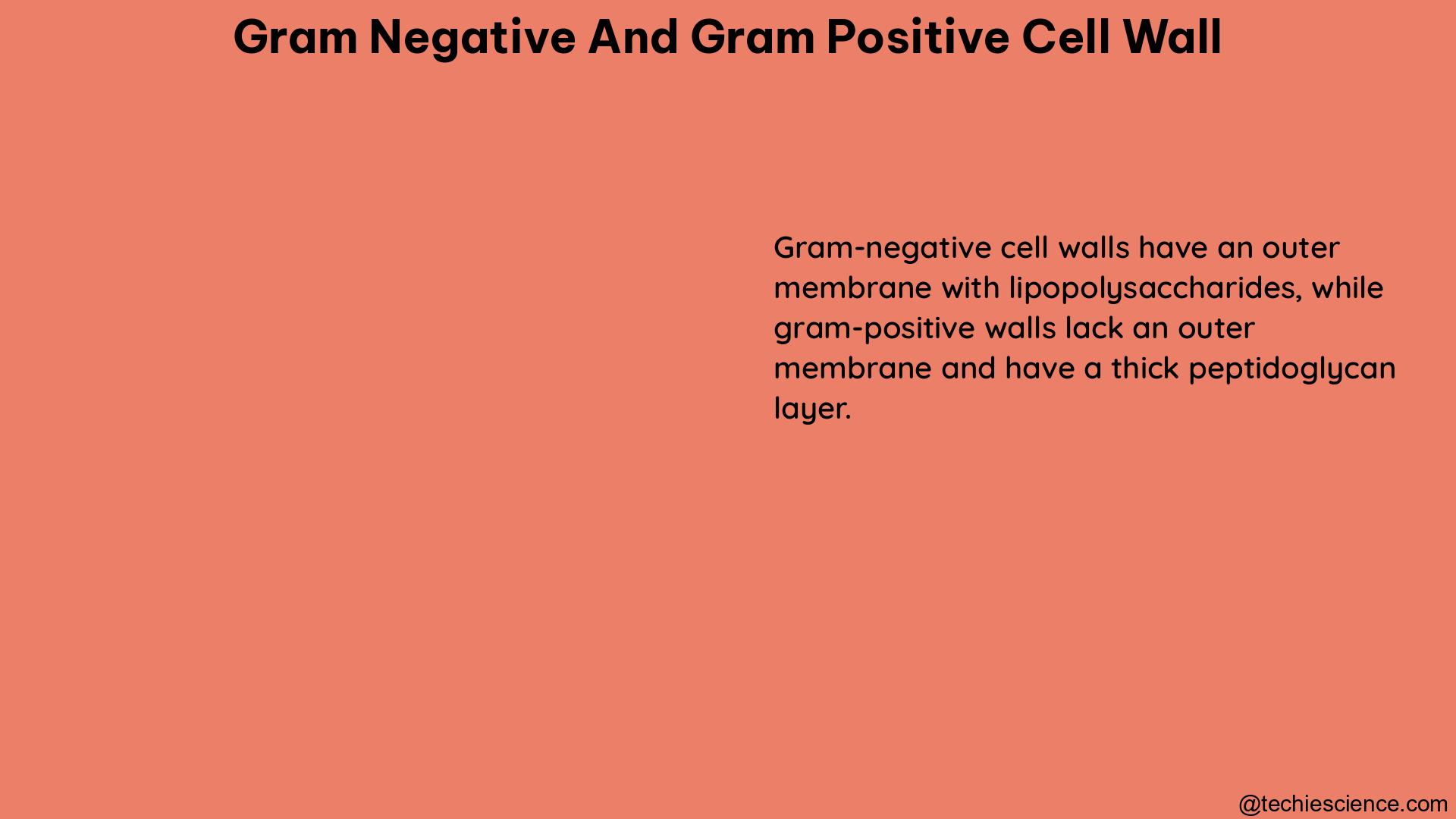 gram negative and gram positive cell wall