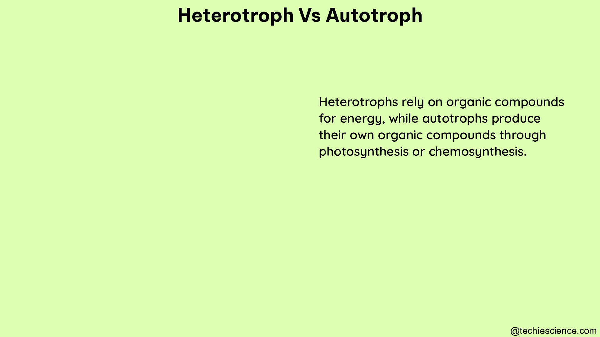 heterotroph vs autotroph