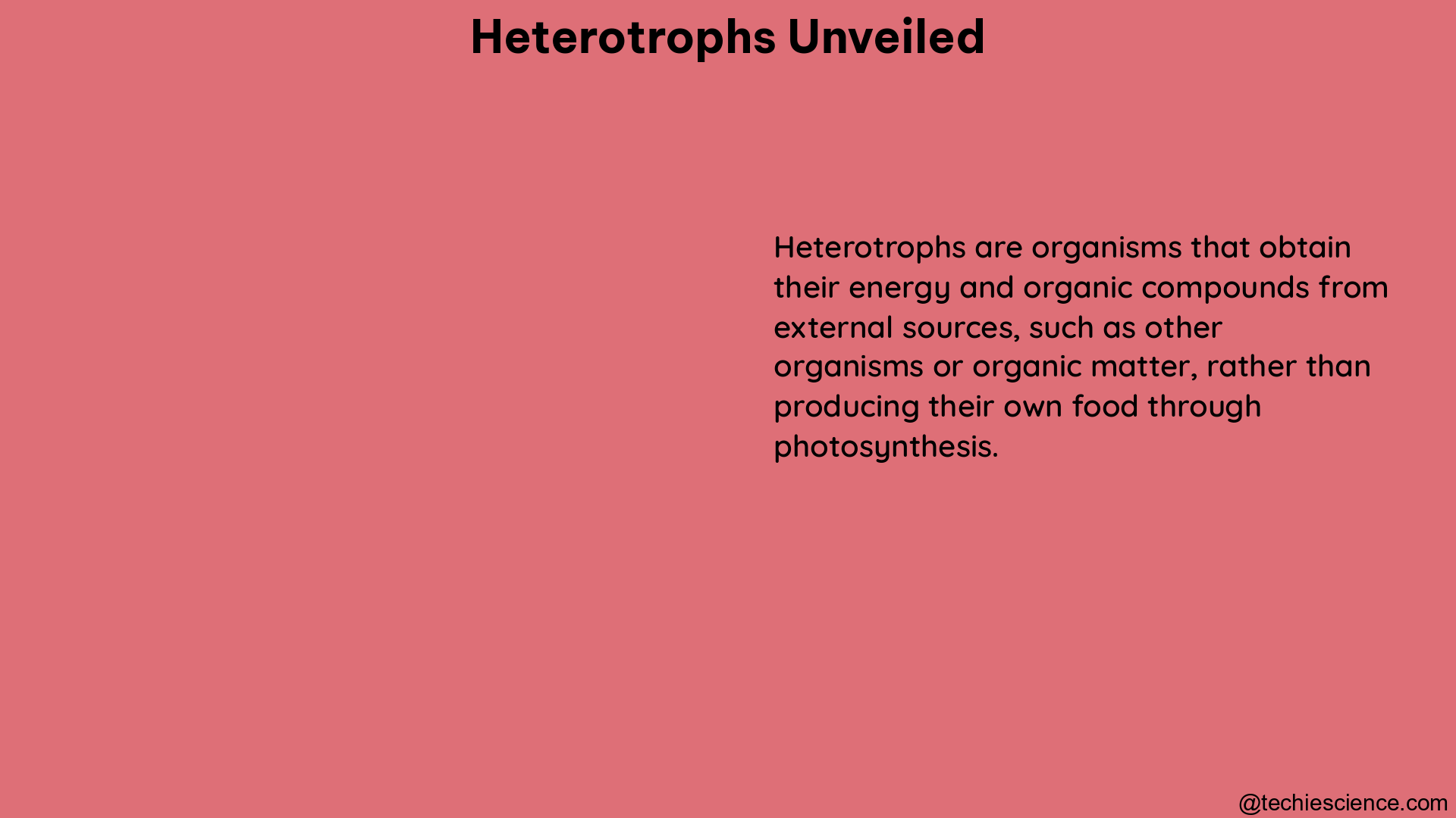 heterotrophs unveiled