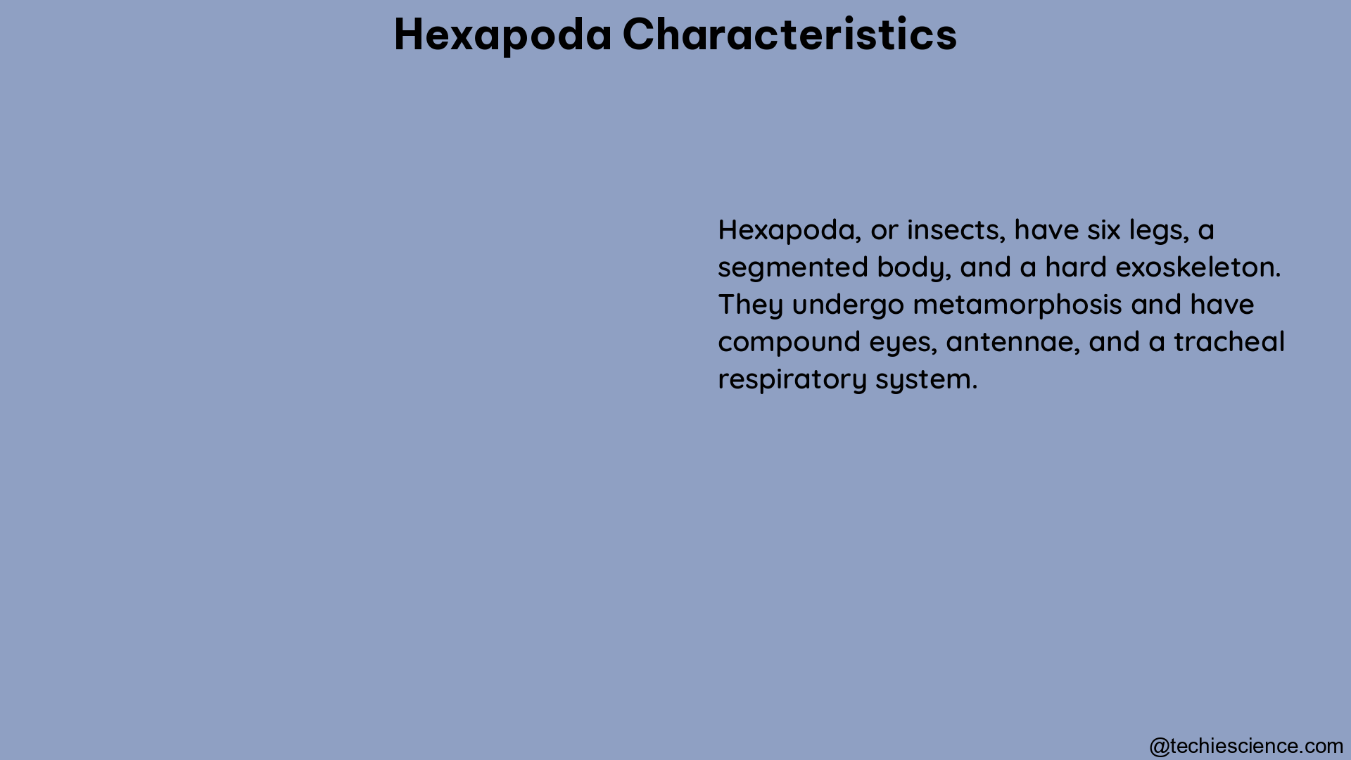 hexapoda characteristics