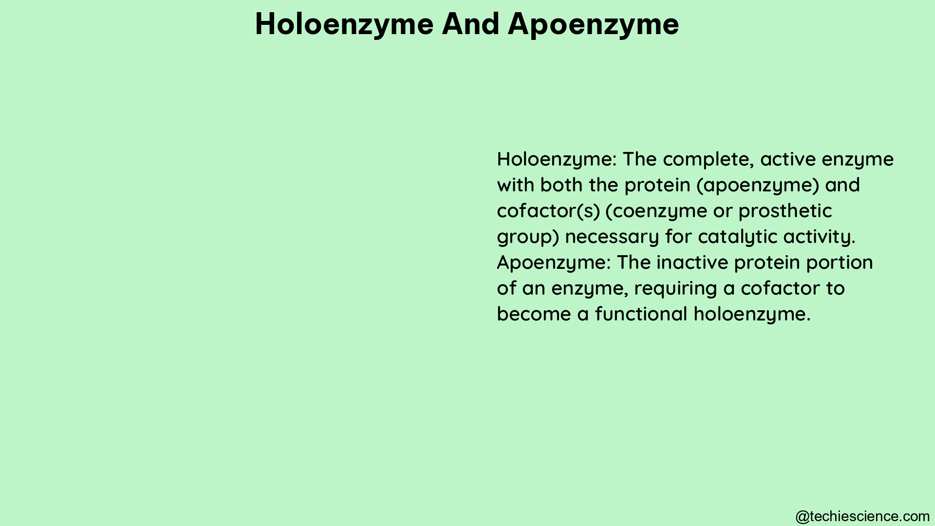 holoenzyme and apoenzyme