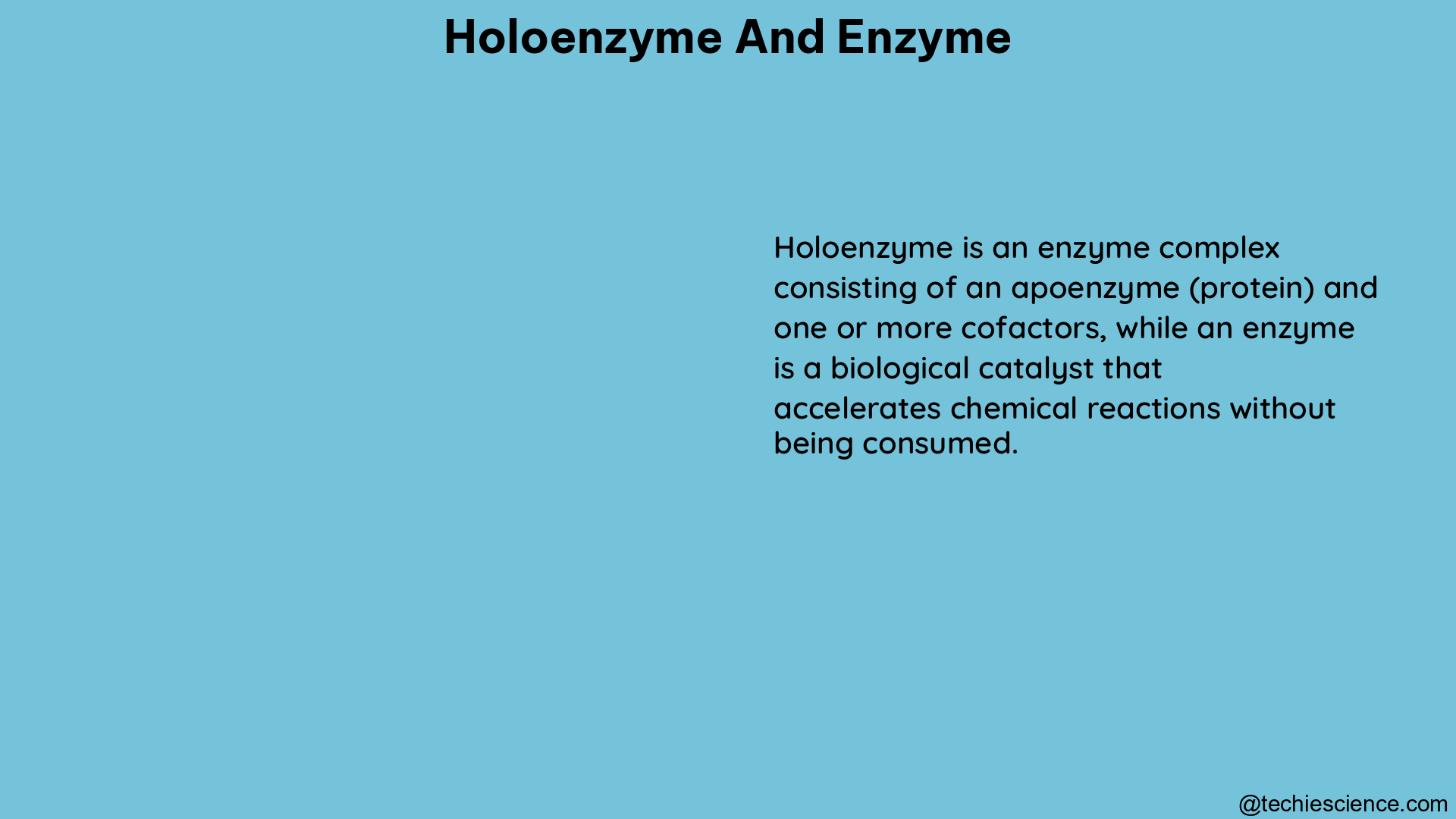 holoenzyme and enzyme