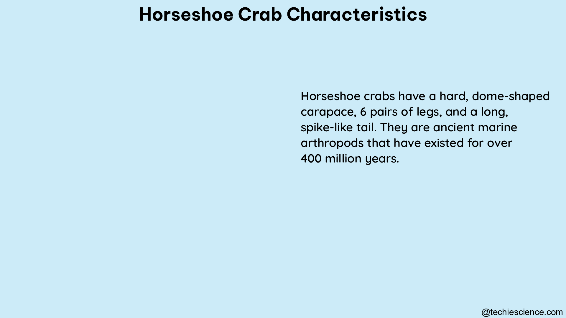 horseshoe crab characteristics