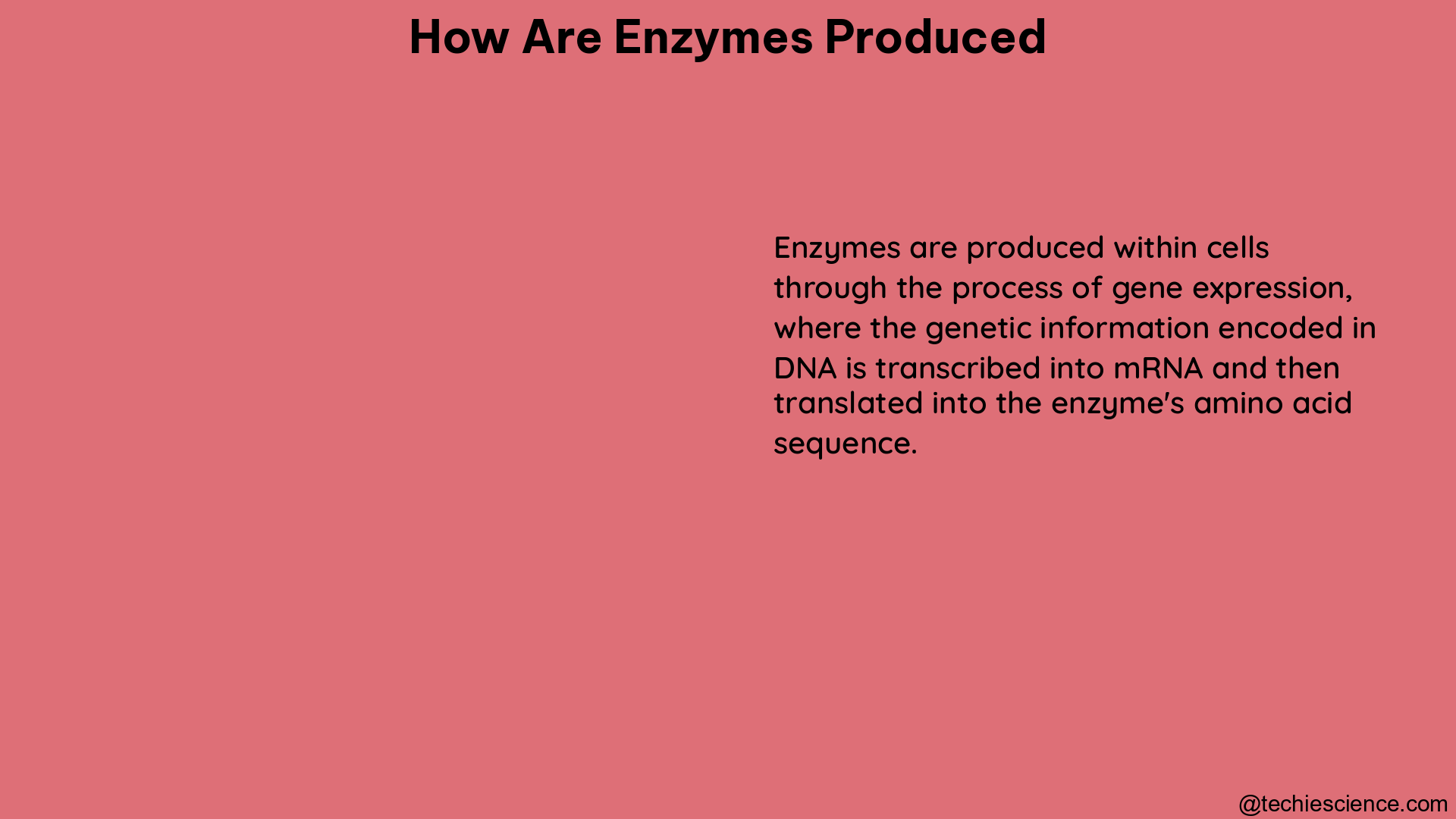 how are enzymes produced