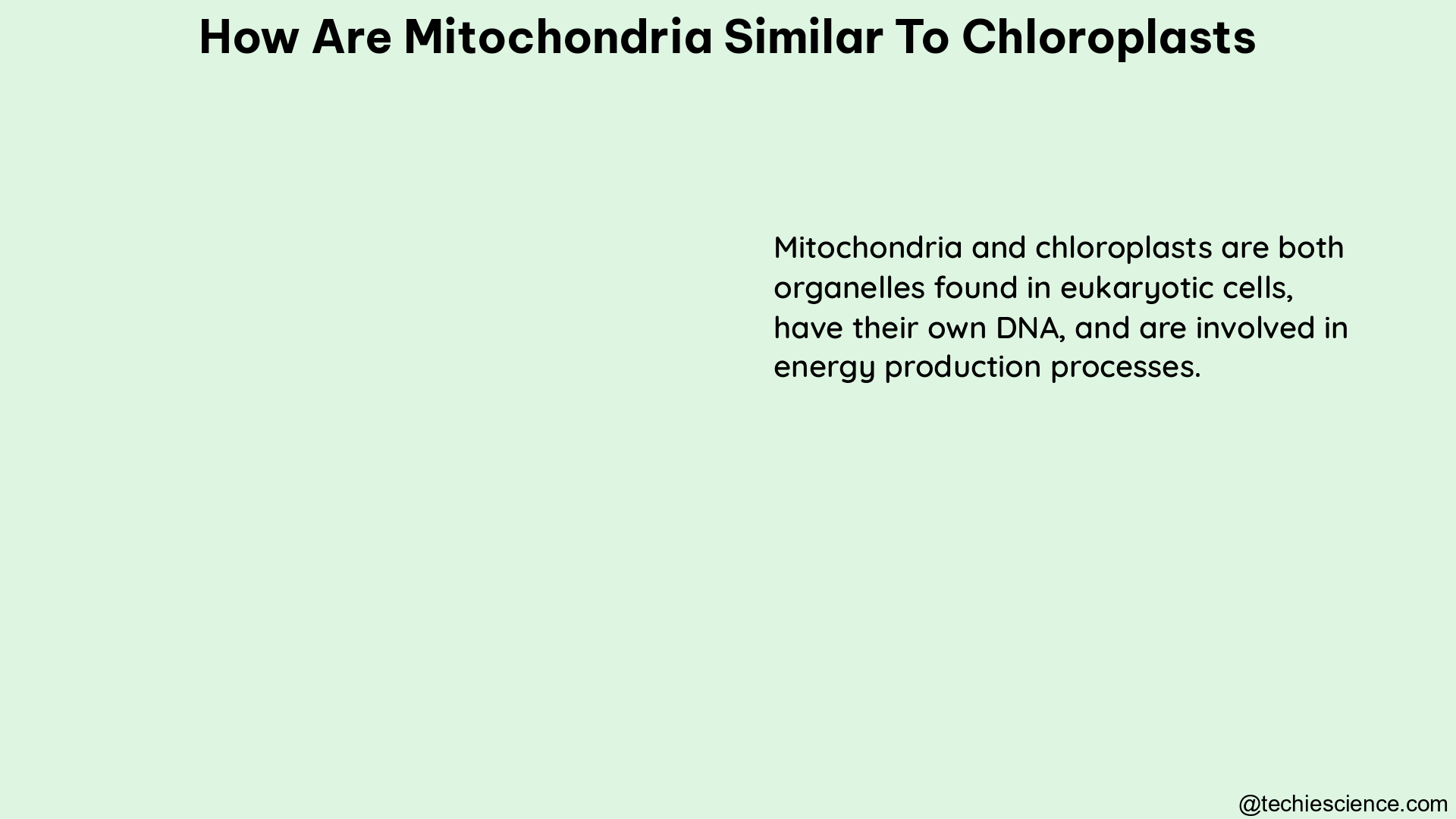 how are mitochondria similar to chloroplasts