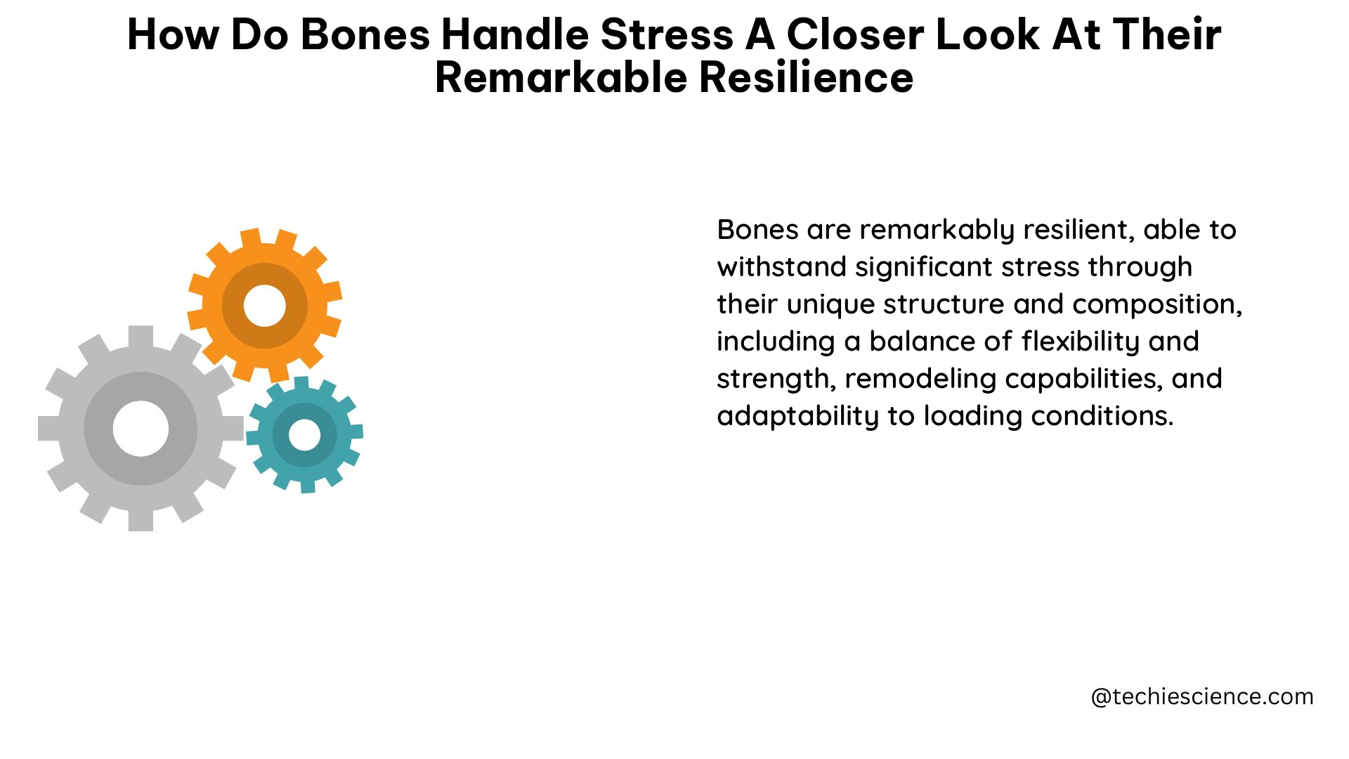 how do bones handle stress a closer look at their remarkable resilience