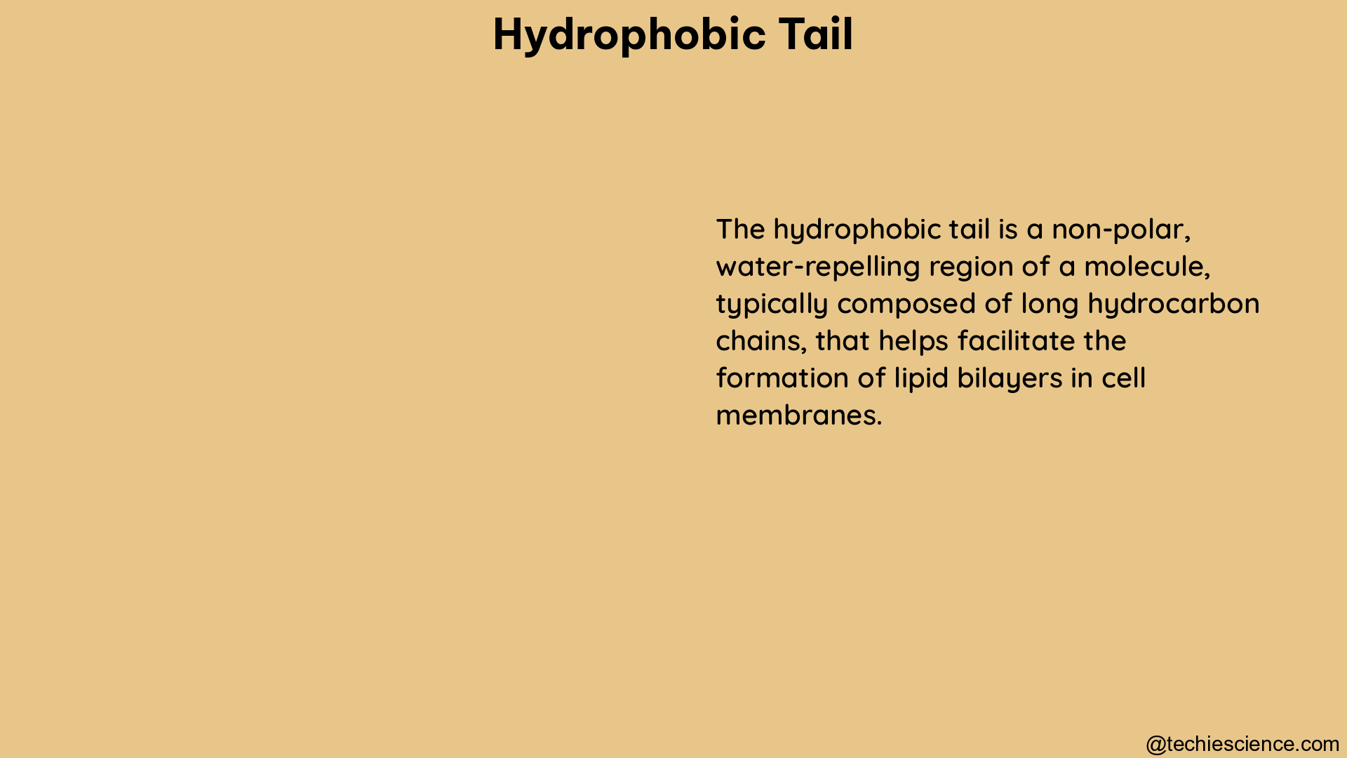 hydrophobic tail