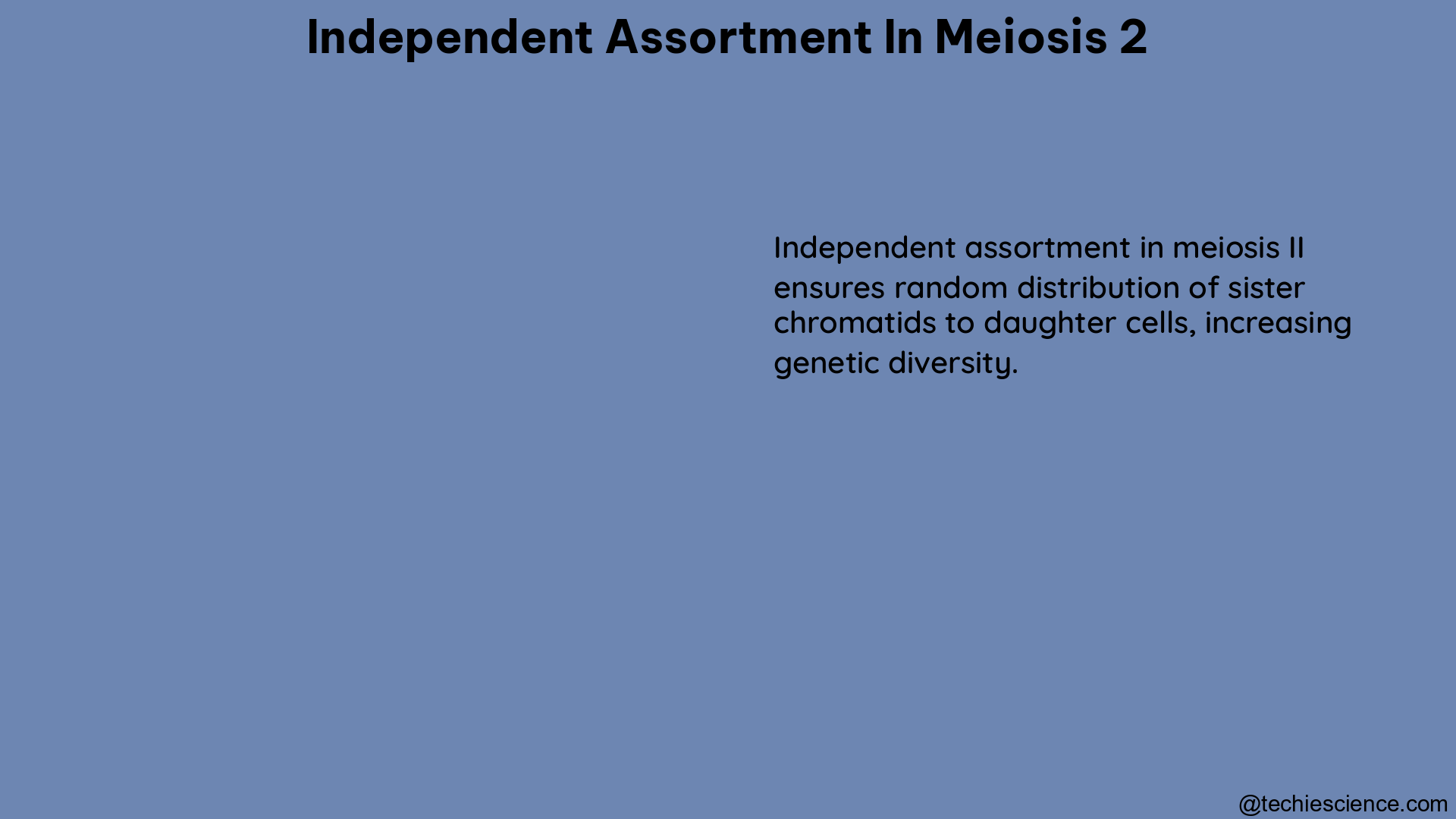 independent assortment in meiosis 2