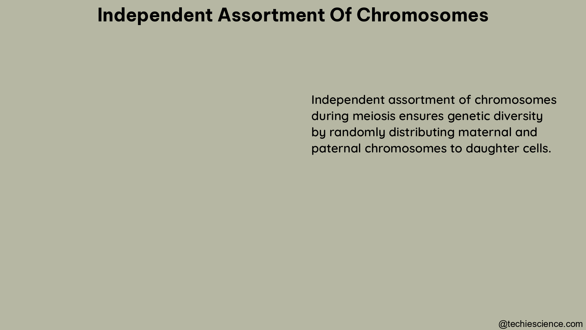 independent assortment of chromosomes