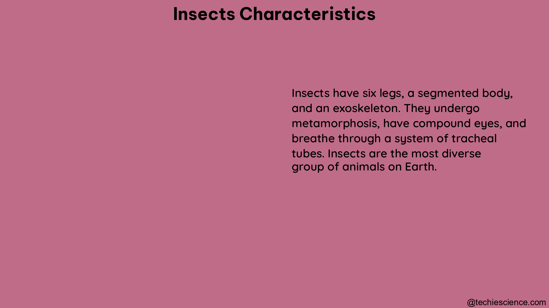 insects characteristics