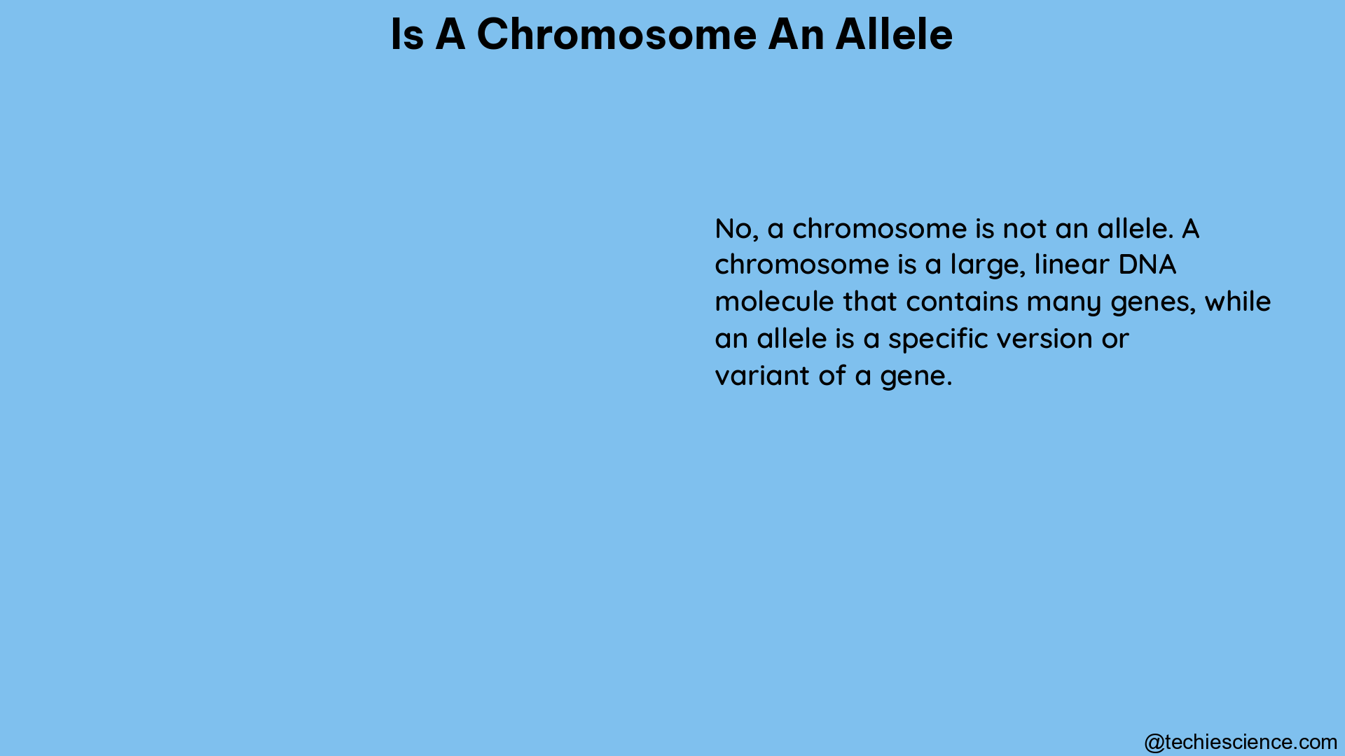 is a chromosome an allele