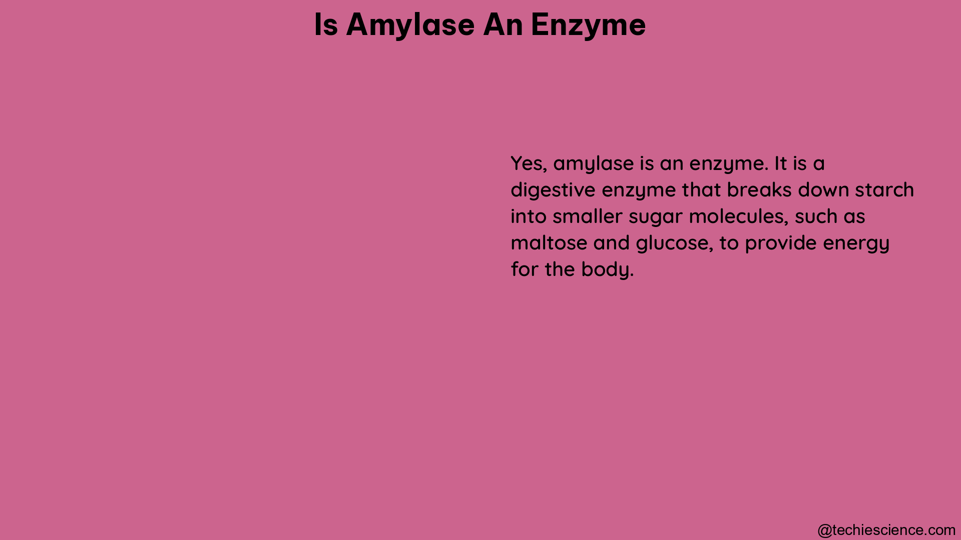 is amylase an enzyme