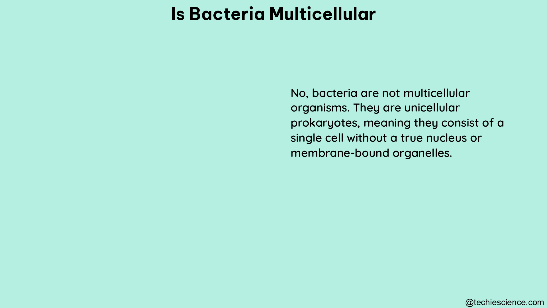 is bacteria multicellular