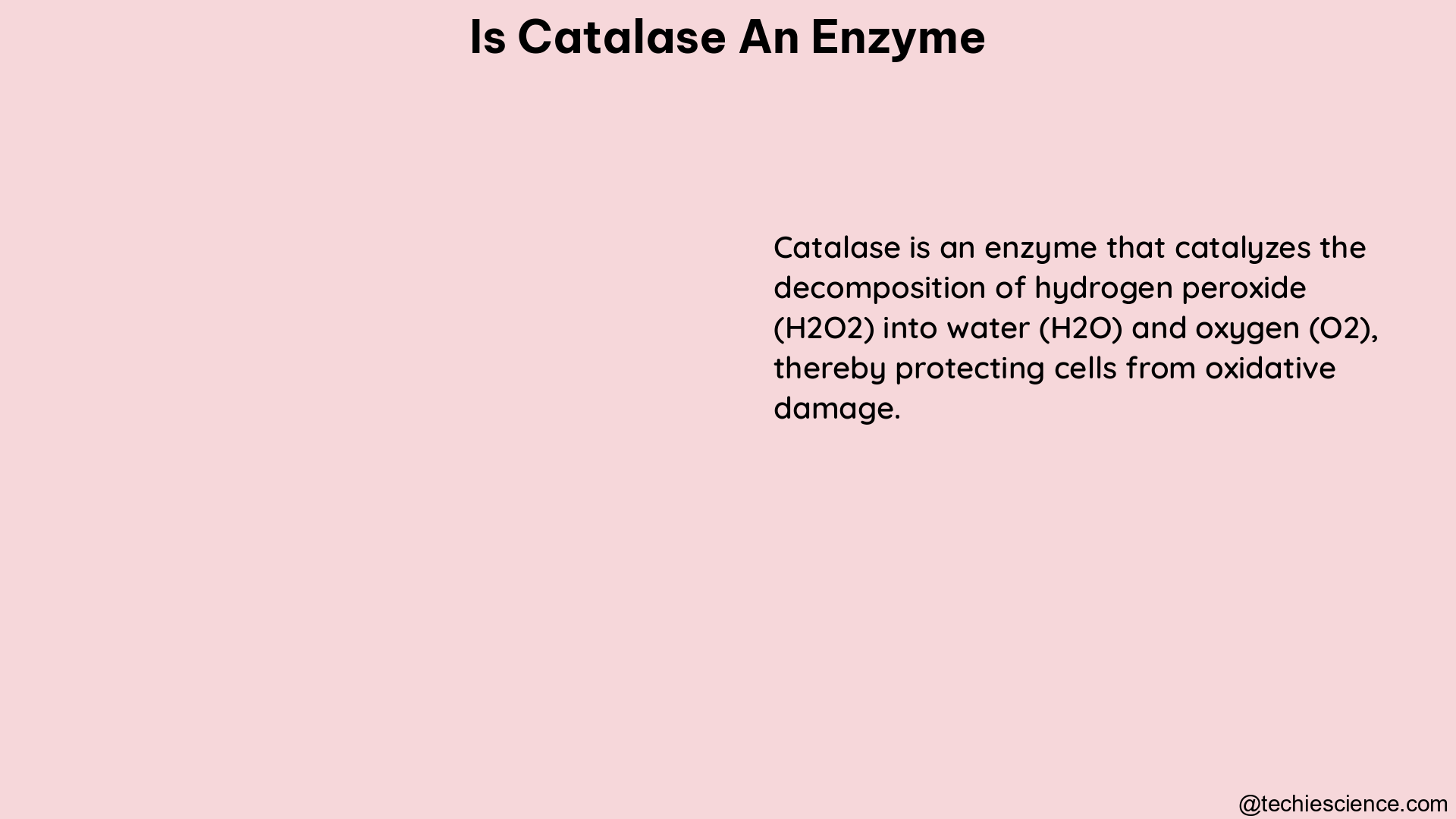 is catalase an enzyme