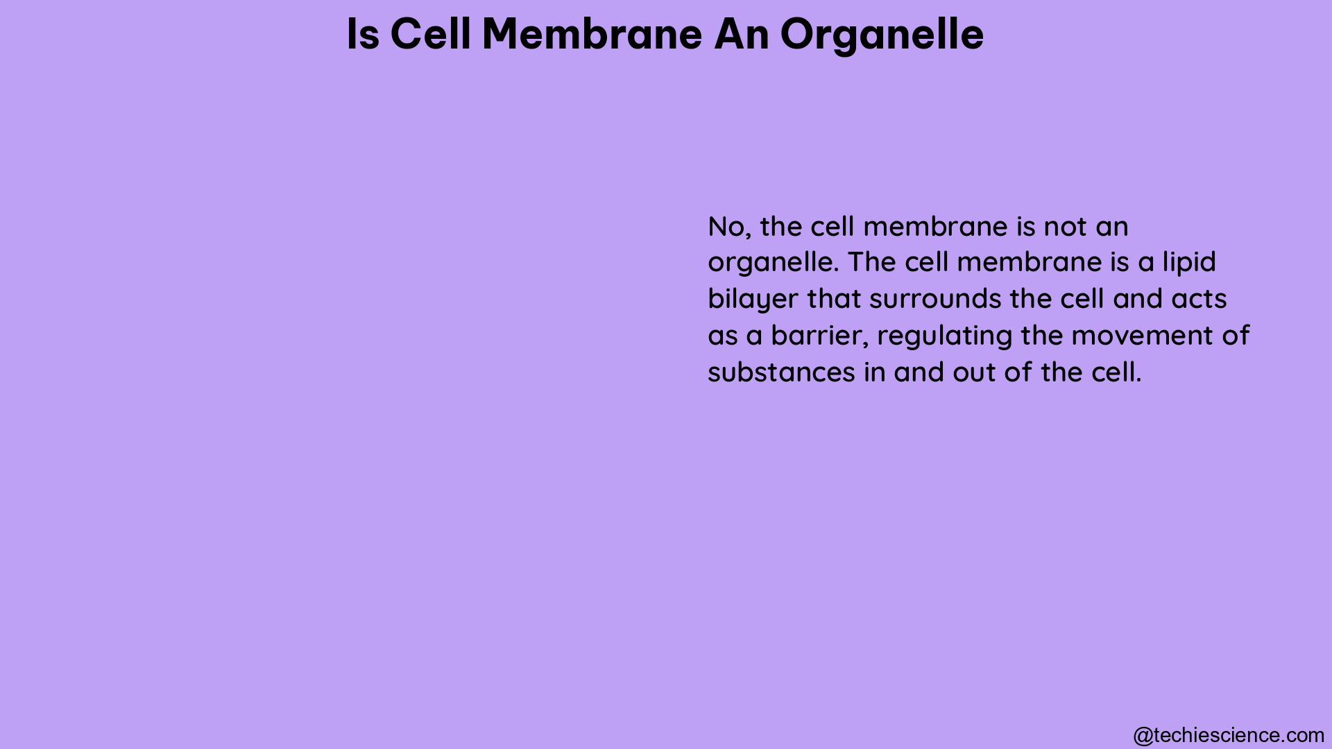 is cell membrane an organelle