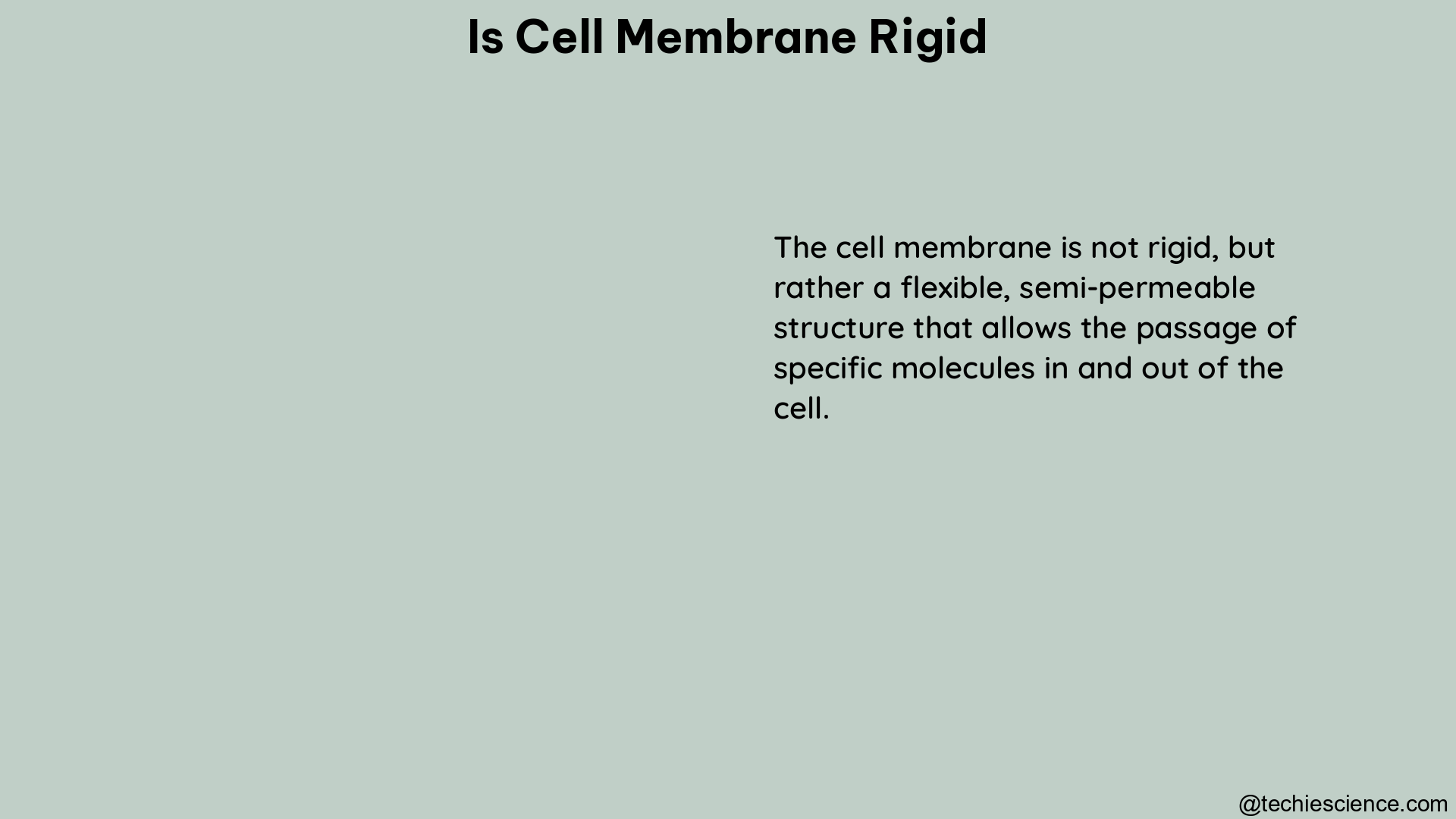 is cell membrane rigid