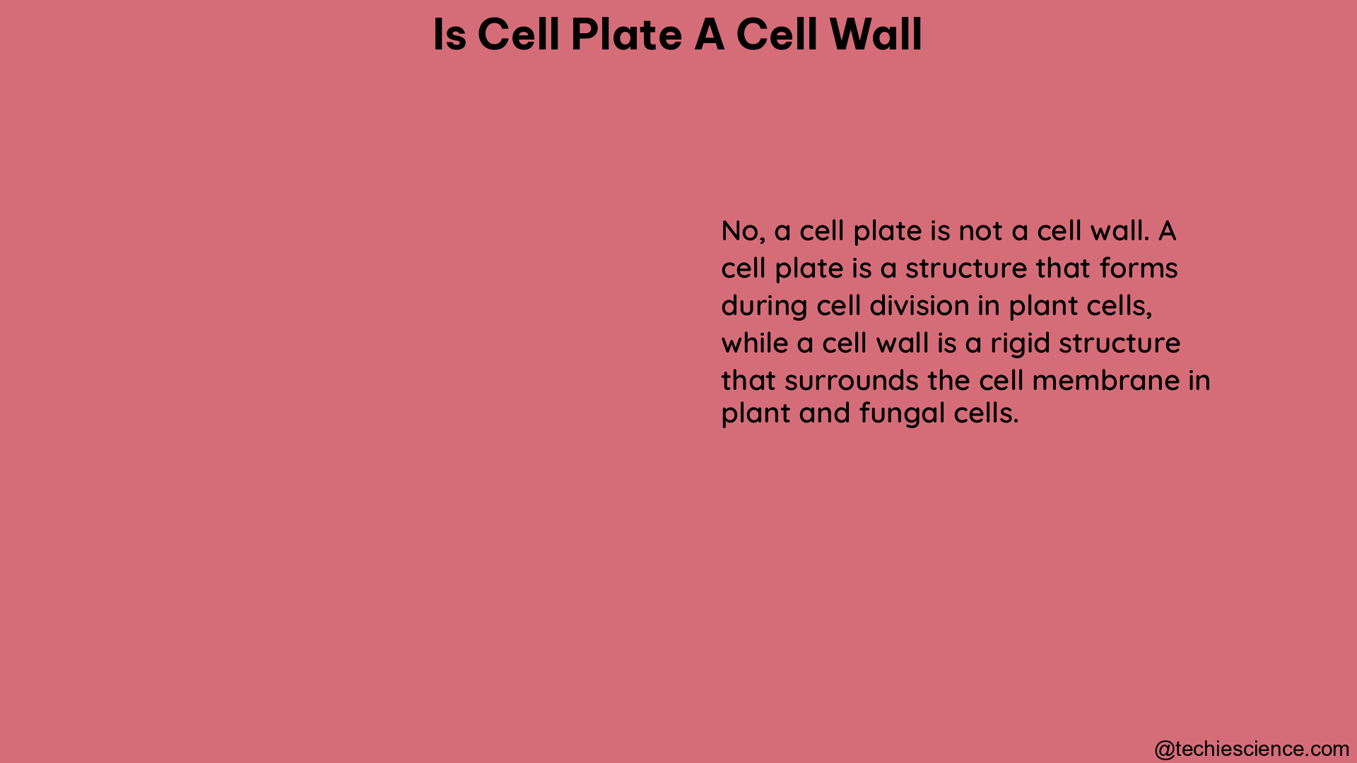 is cell plate a cell wall