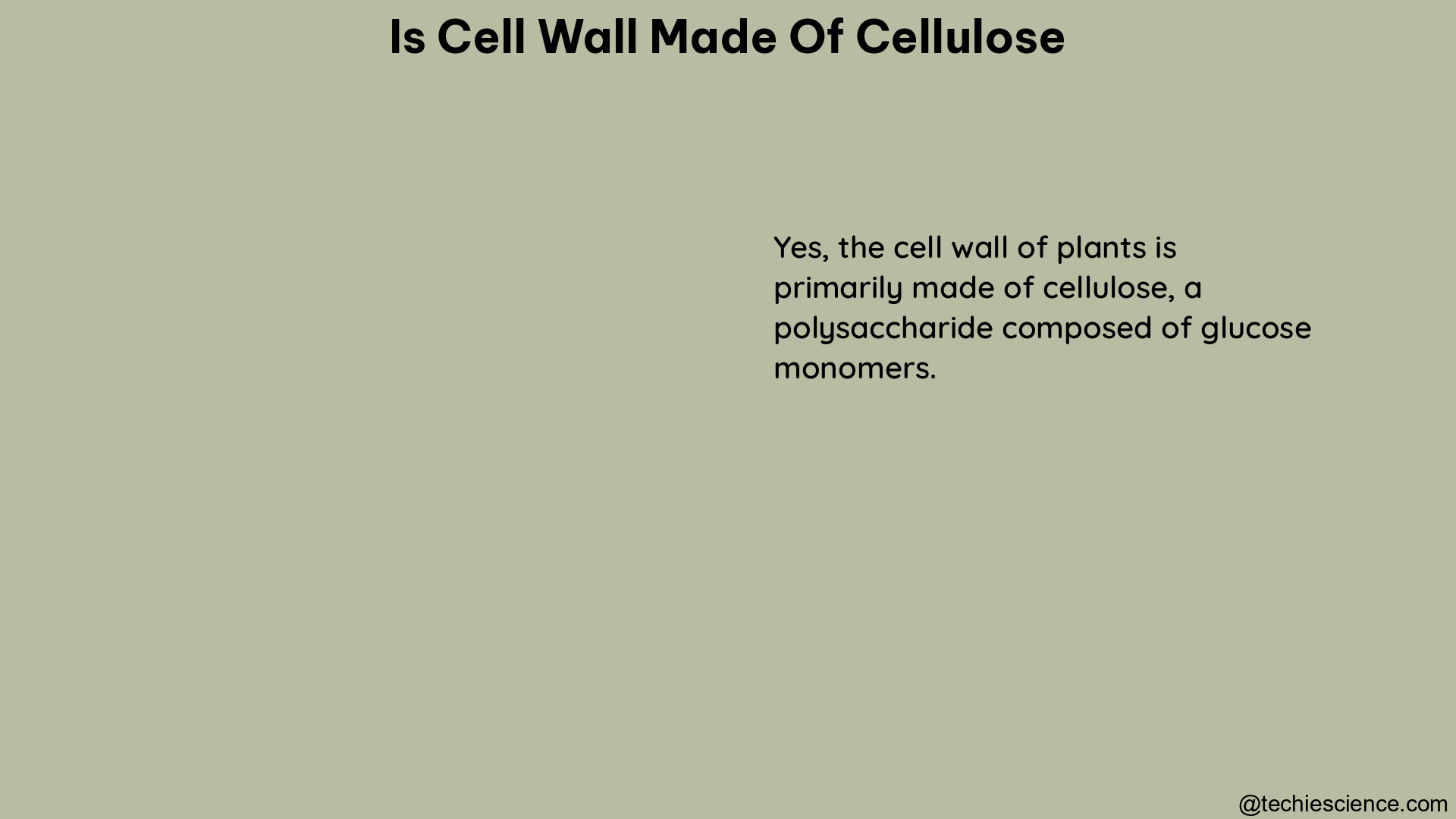 is cell wall made of cellulose