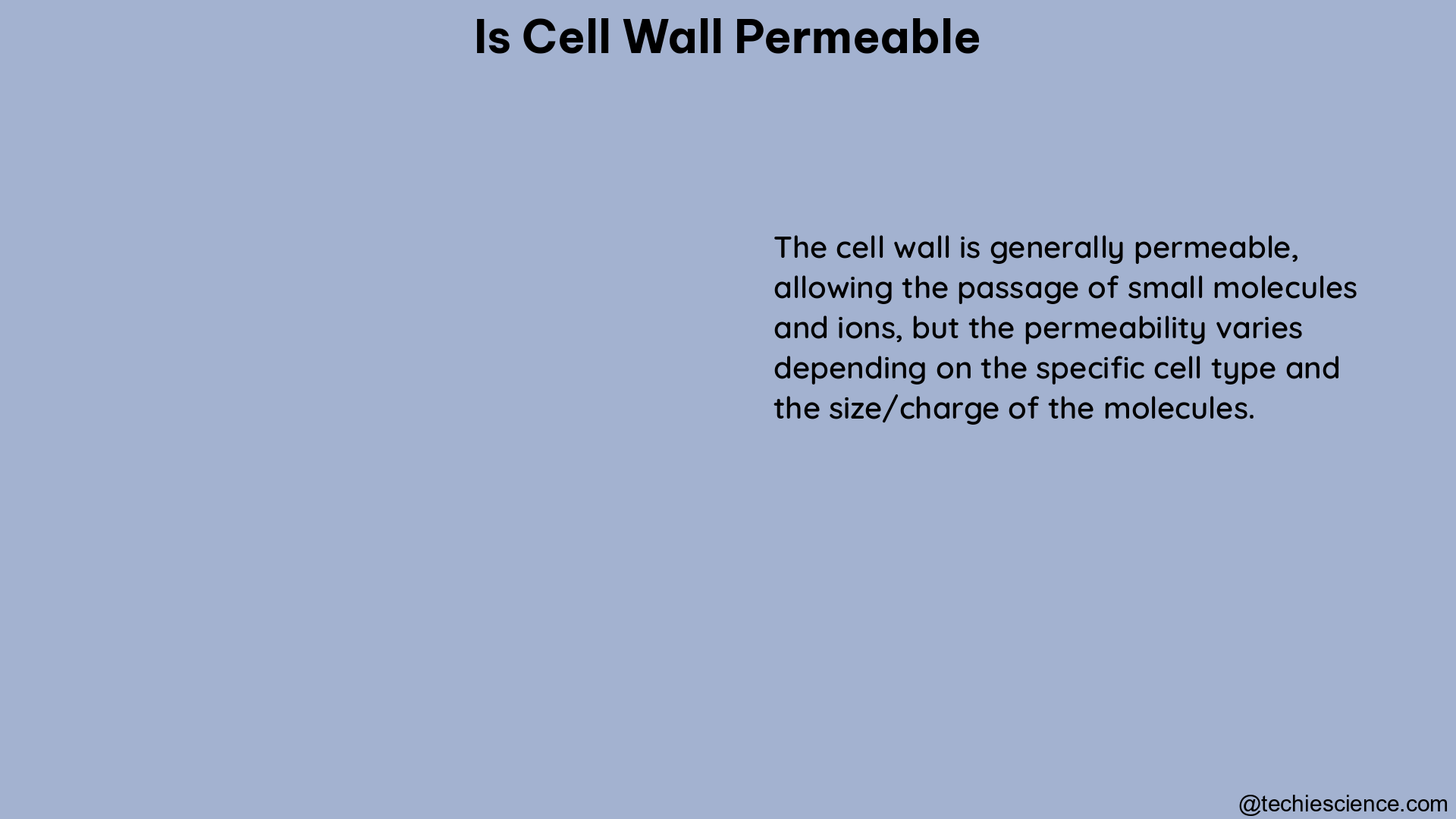 is cell wall permeable