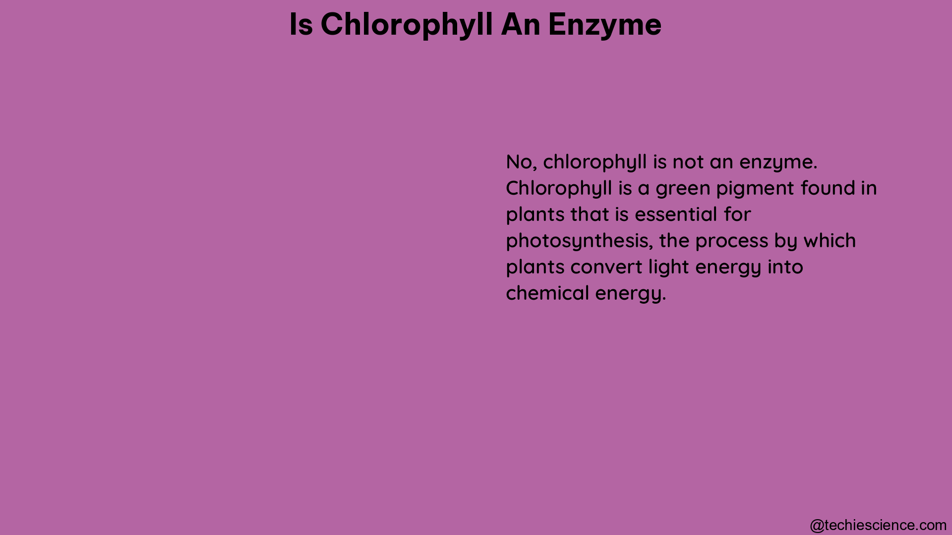 is chlorophyll an enzyme