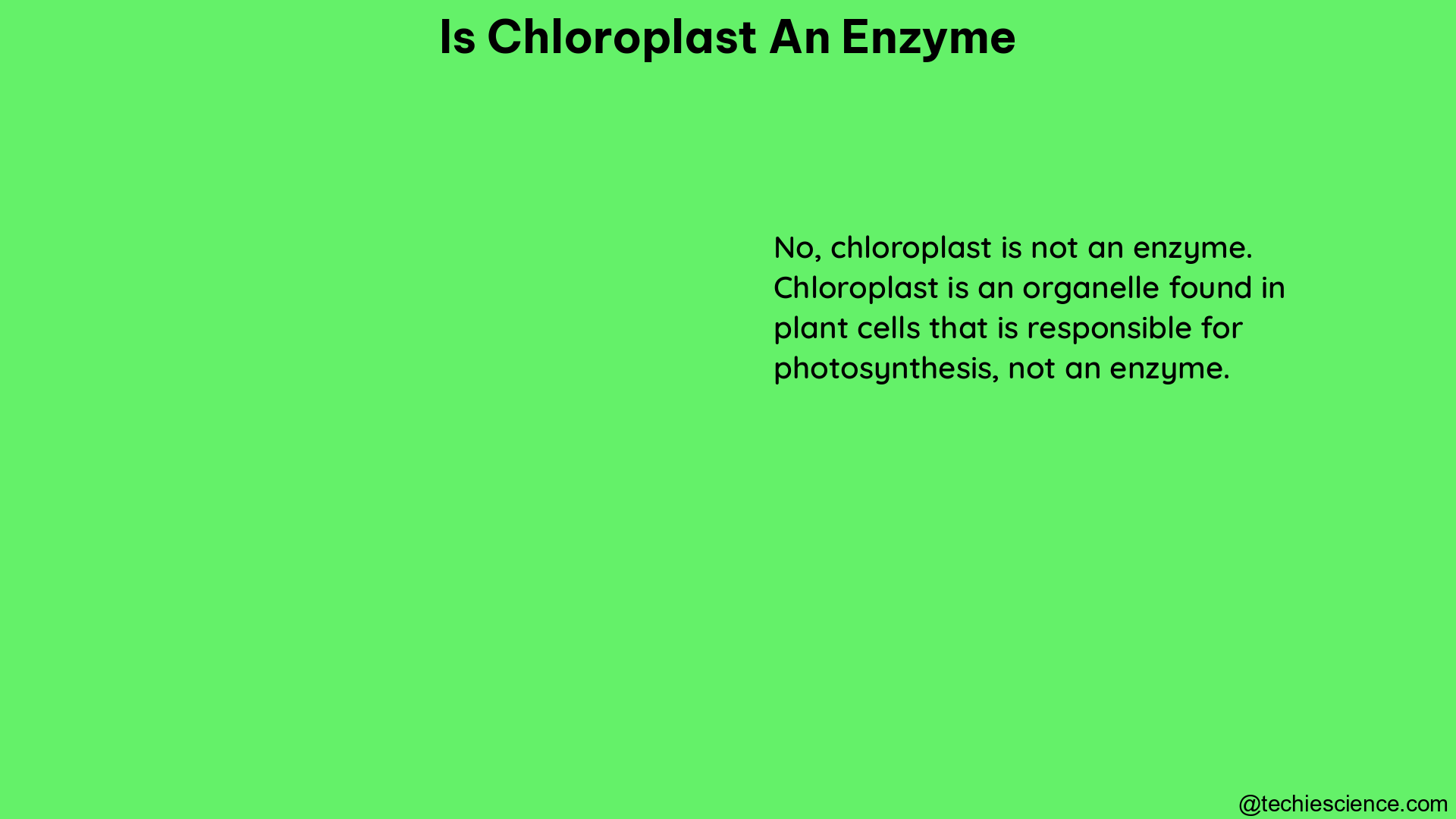 is chloroplast an enzyme