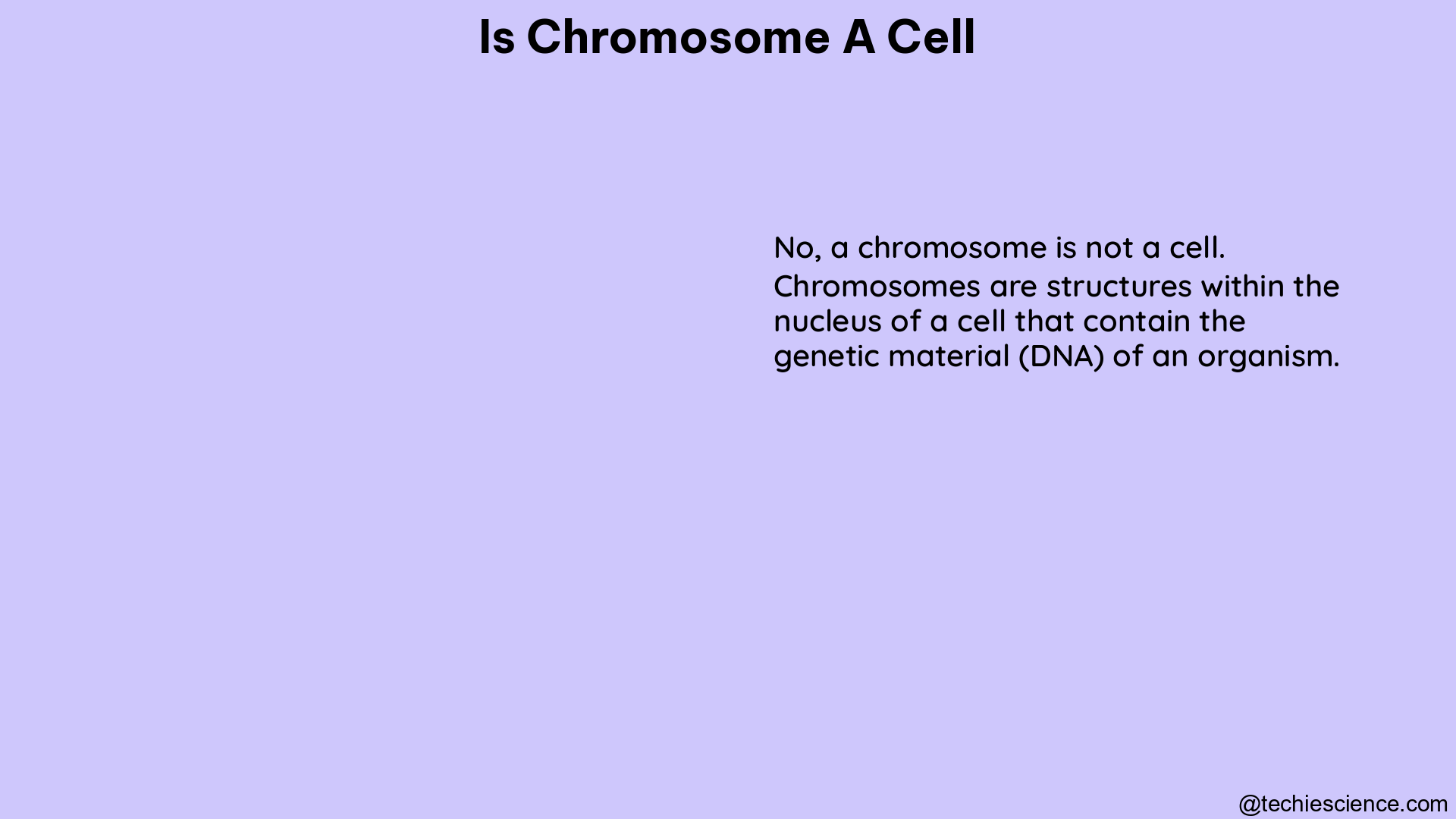 is chromosome a cell