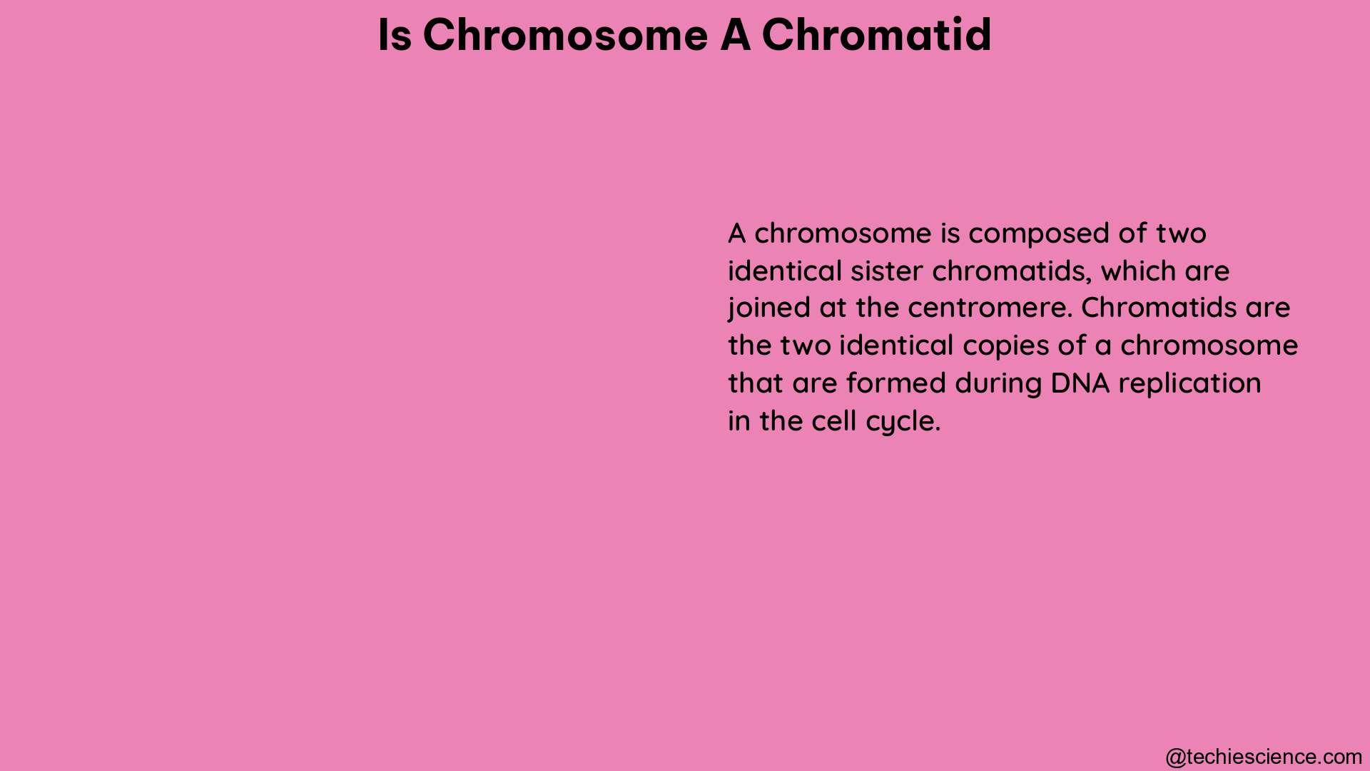 is chromosome a chromatid